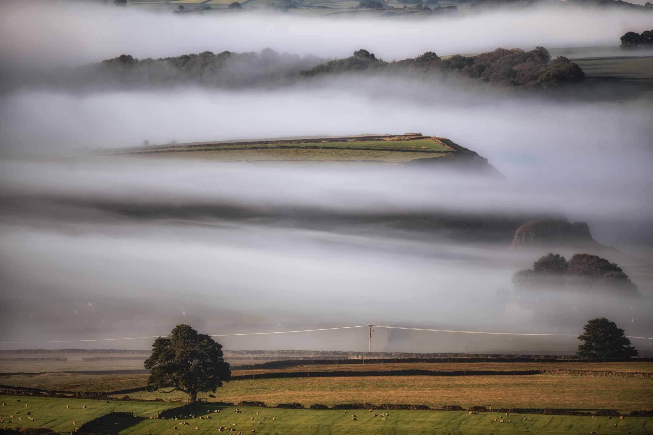 Distinctive fog lines sweeping through green fields and trees. Animals can just about be seen in the field in the foreground