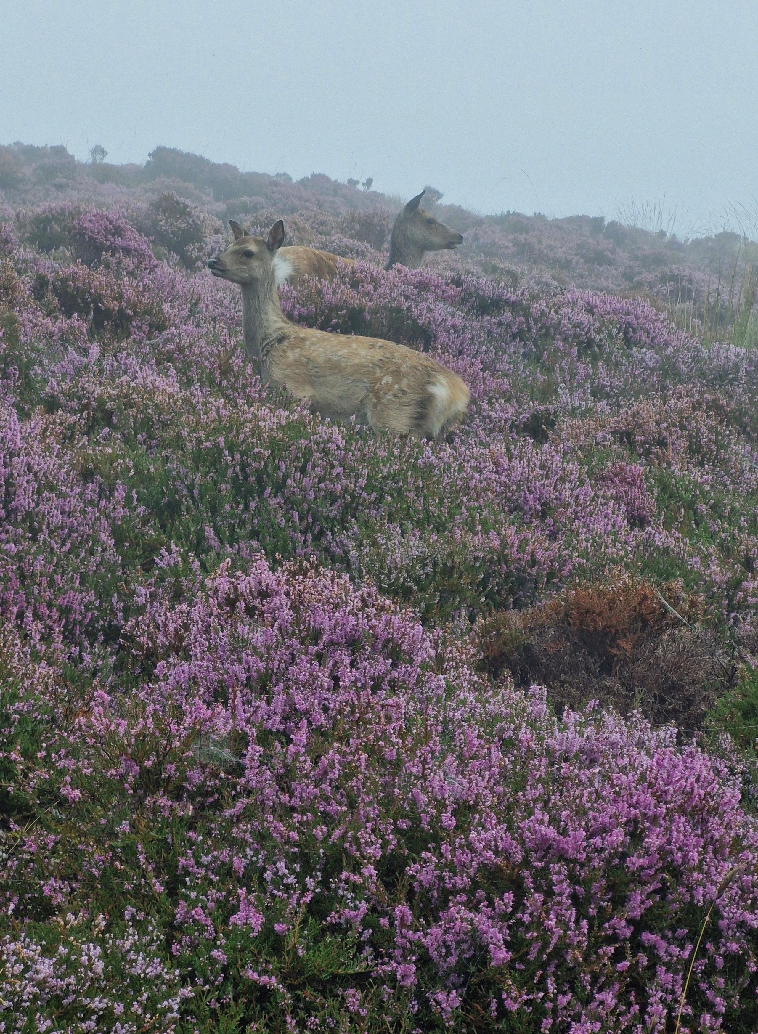 Two brown deer stand in purple heather with mist around them.