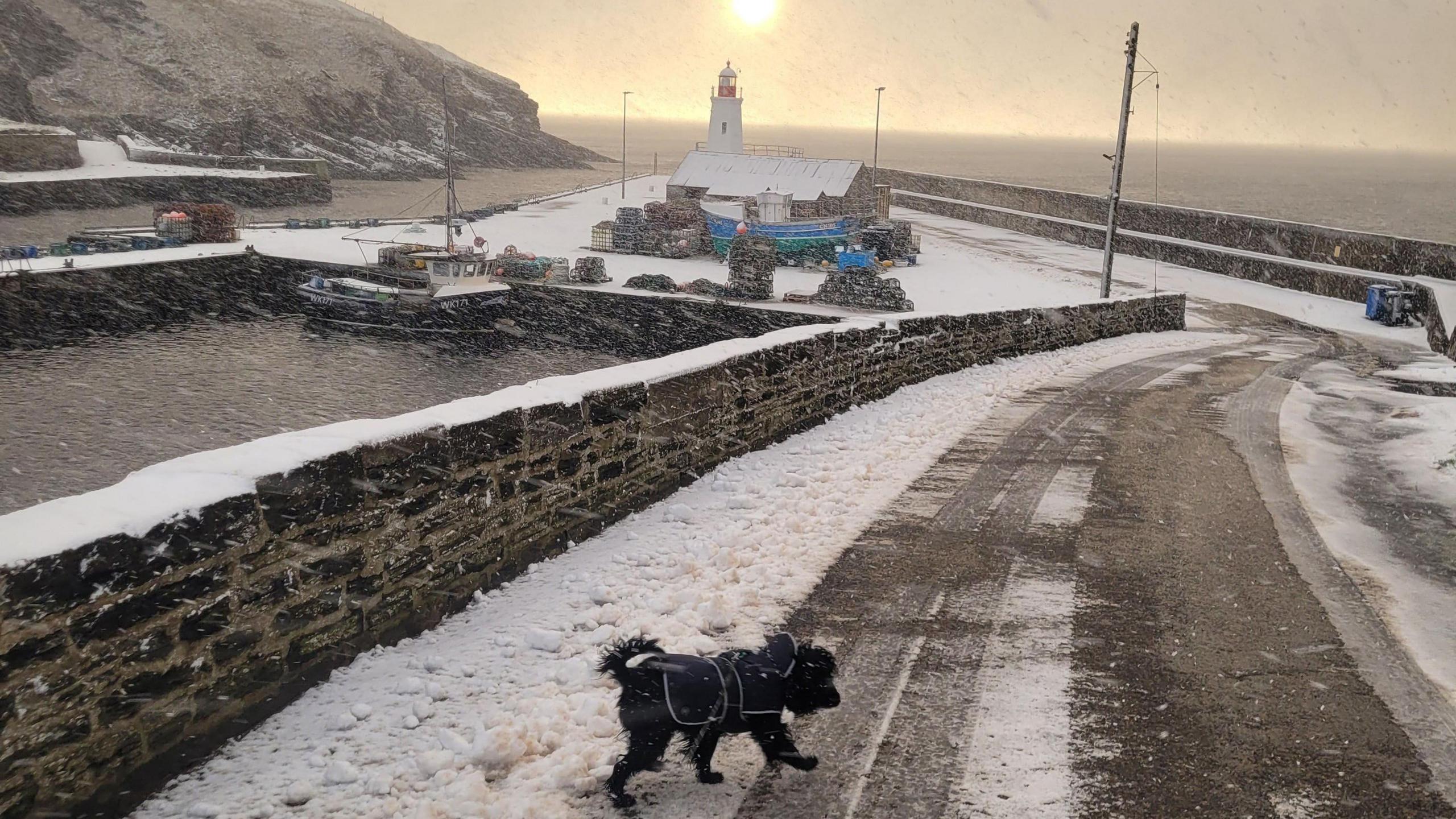 Snow in Lybster, Caithness , Highlands, featuring Kivu the dog.