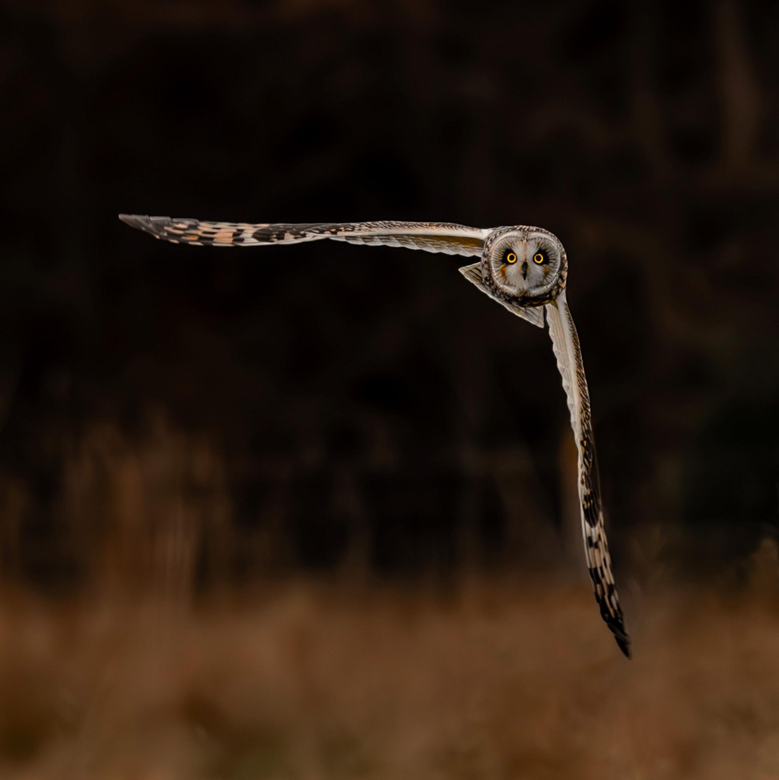 owl