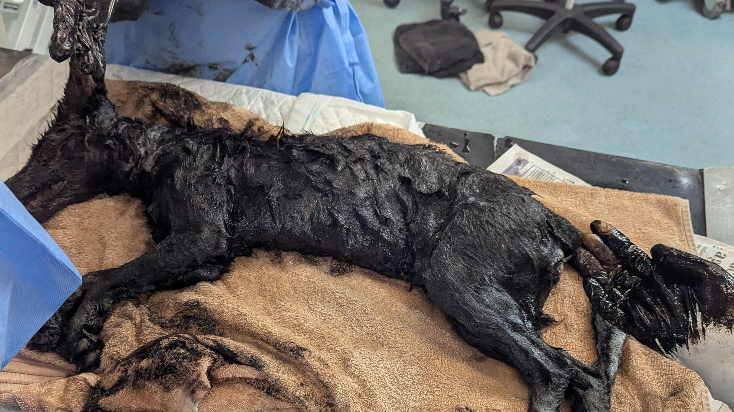 A fox covered in oil laying on an examination table at an RSPCA centre