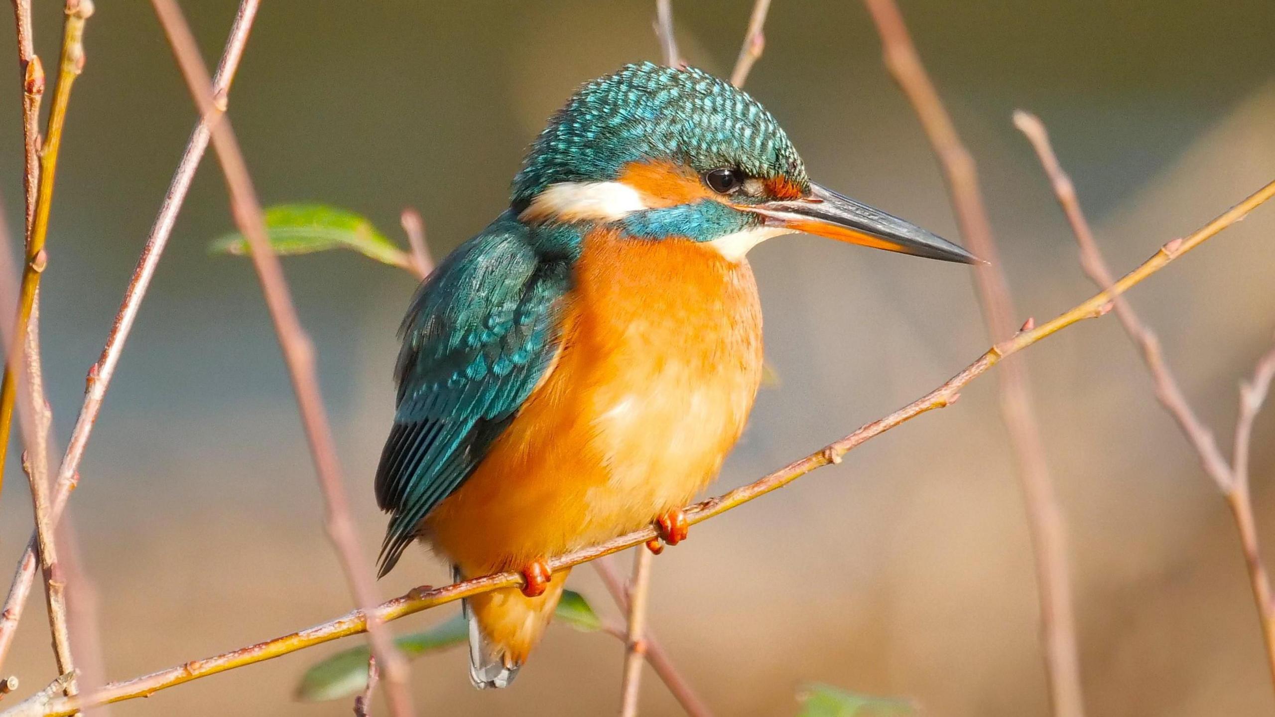 An orange chested, blue headed and silver beaked king fisher perched on a thin twig