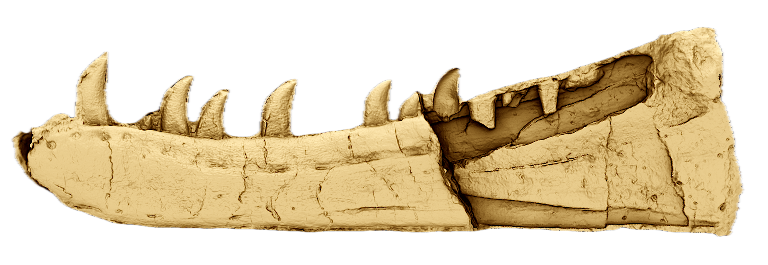 A 3D digital rendering of a dinosaurs jawbone showing rows of curved and serrated teeth 