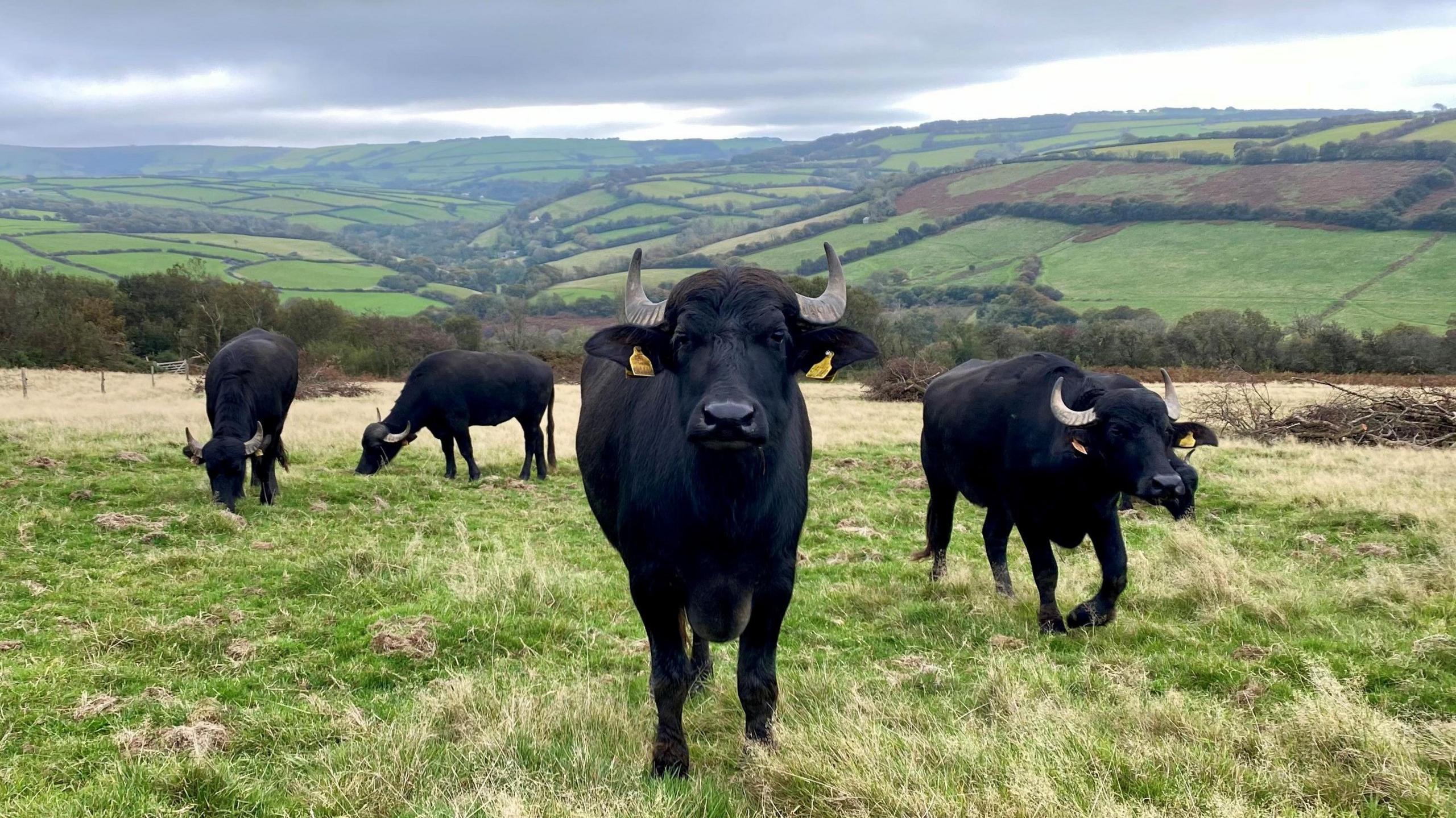 Four water buffalo in a field on Exmoor National Park. They are all stood up and all have sets of large horns. They also have tags in their ears. One is looking directly at the camera.