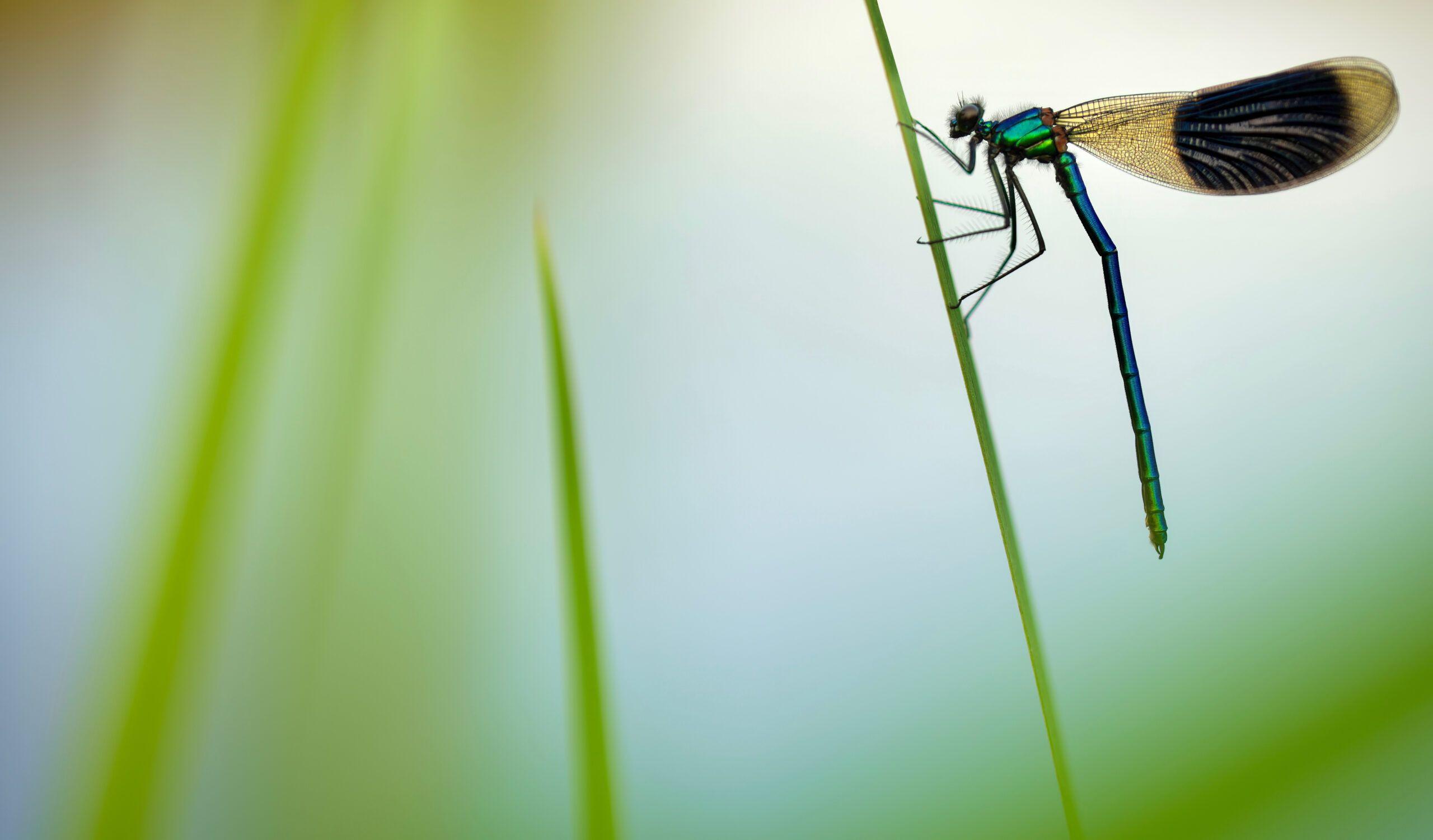 Banded demoiselle damselfly