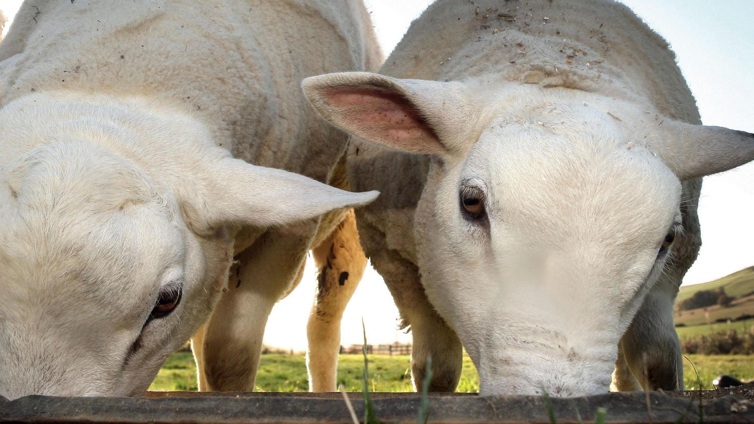 Two white sheep are eating out of a long trough. They are standing in a big field of green grass, with the sun shining in the horizon. 