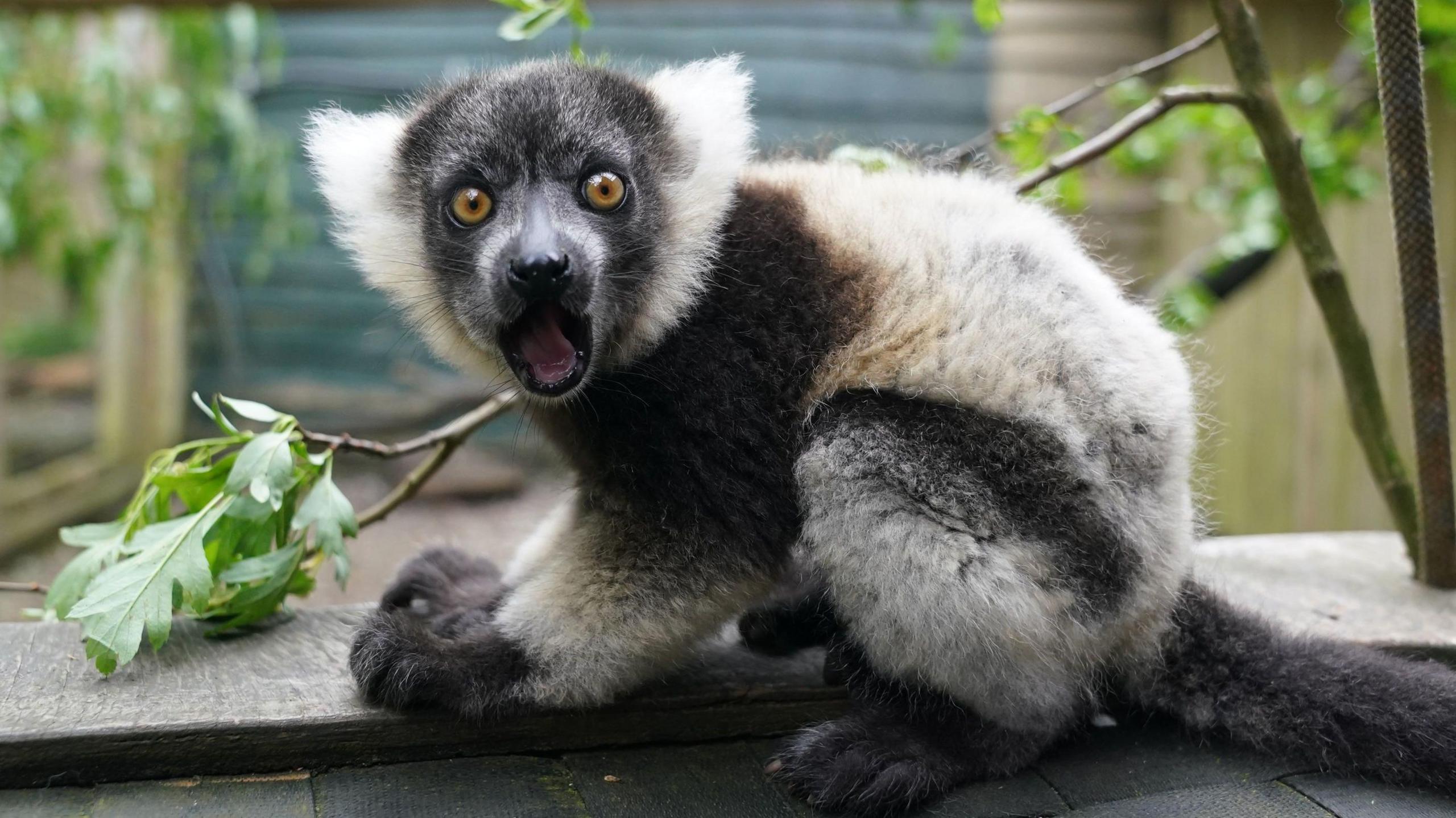 Lemur with mouth open