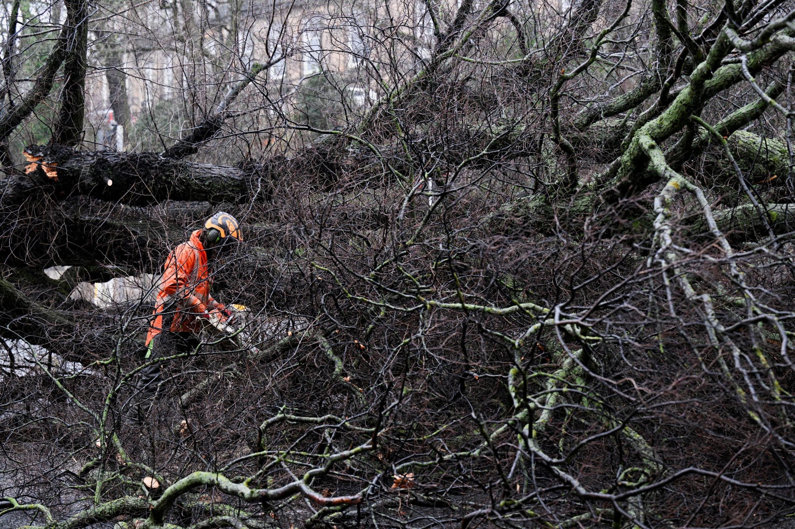 A worker in helmet and orange high visibility coveralls is using a chainsaw to cut limbs from a large, fallen tree. Some Victorian Edinburgh flats can be seen in the background.