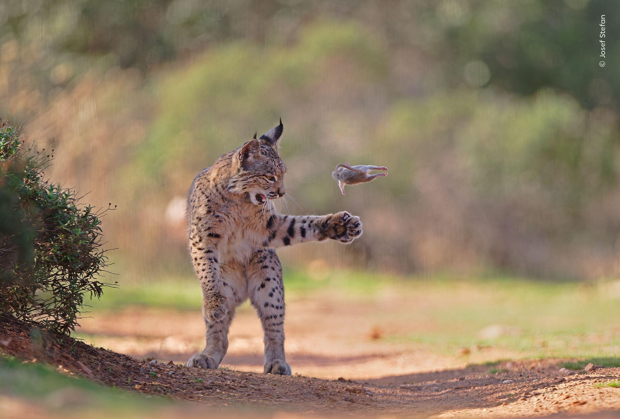 A lynx with brown and black spotty fur is stood on its back two legs. It is playing with a rodent which has been tossed in the air