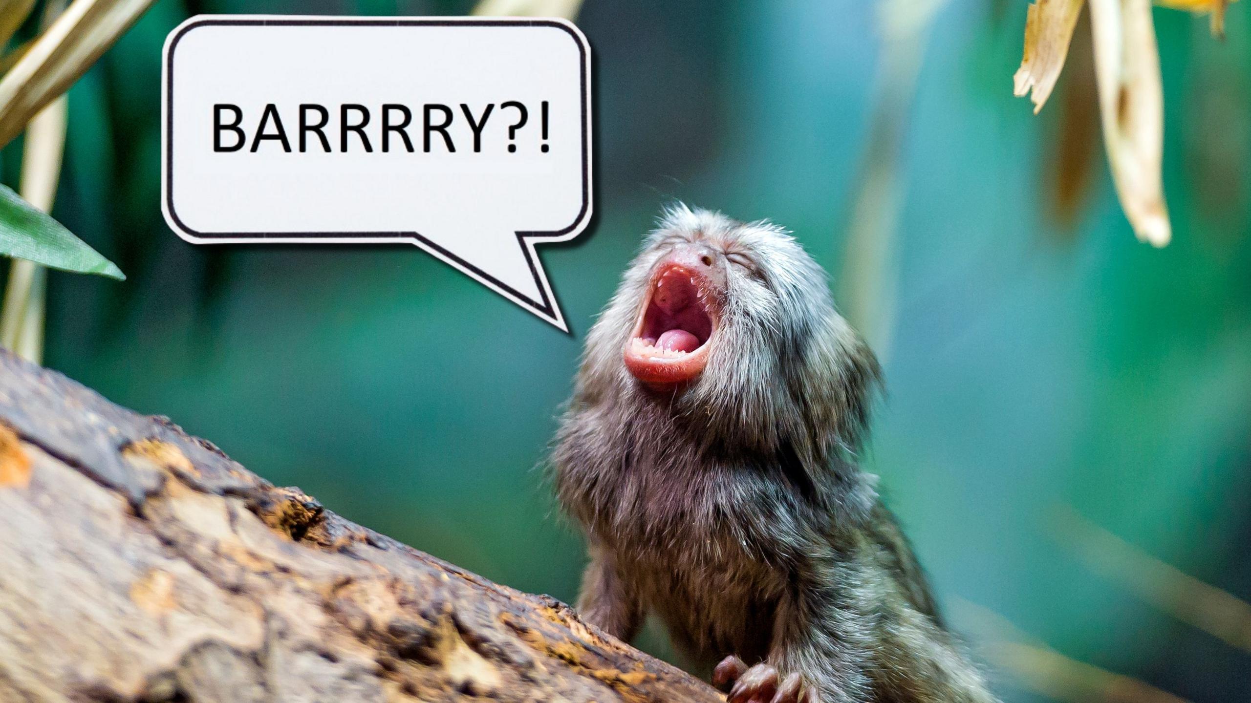 Picture of a marmoset monkey shouting out the name 'Barry' in a speech bubble