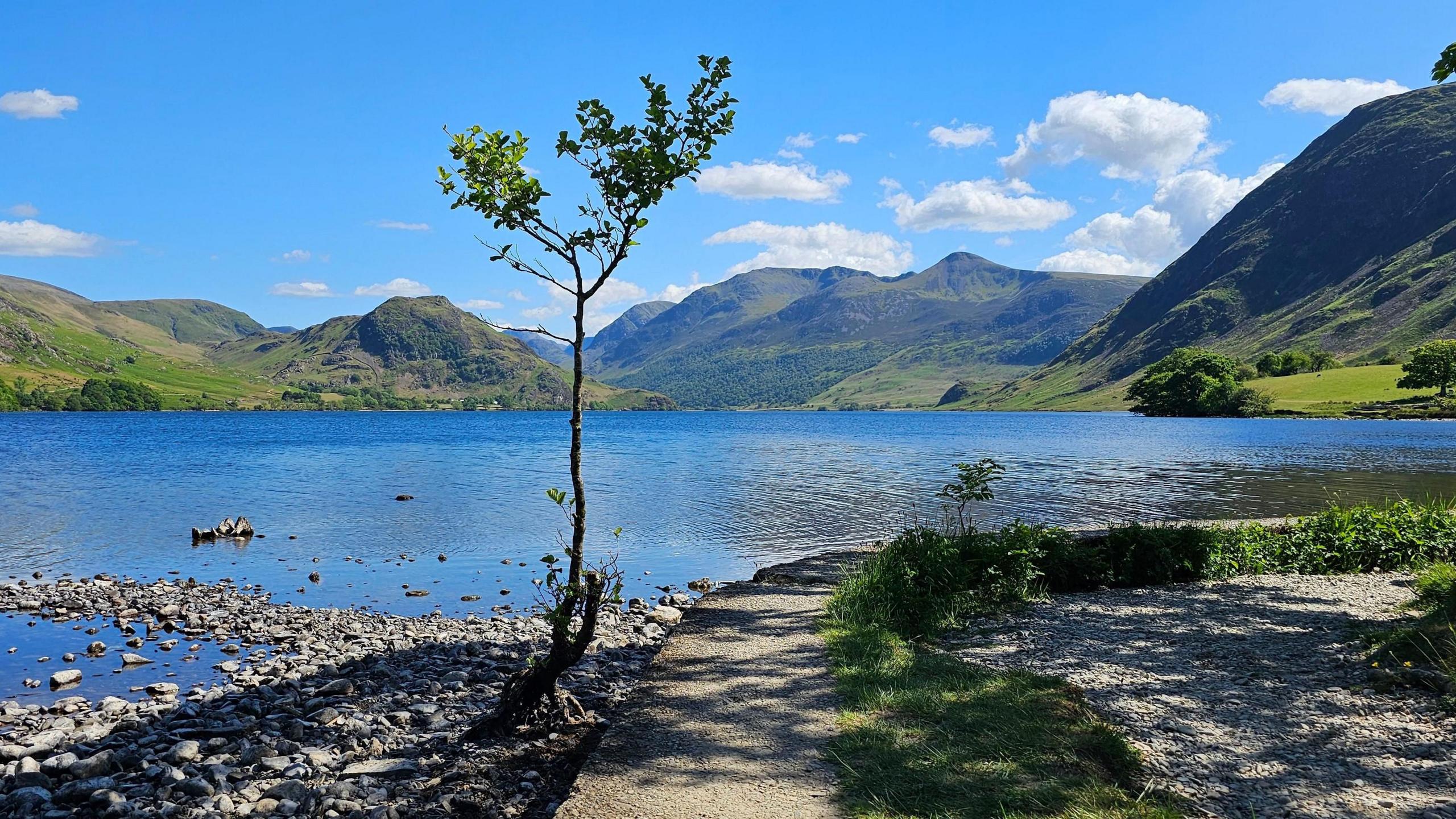 Small tree in front of a hill-surrounded lake on a sunny day