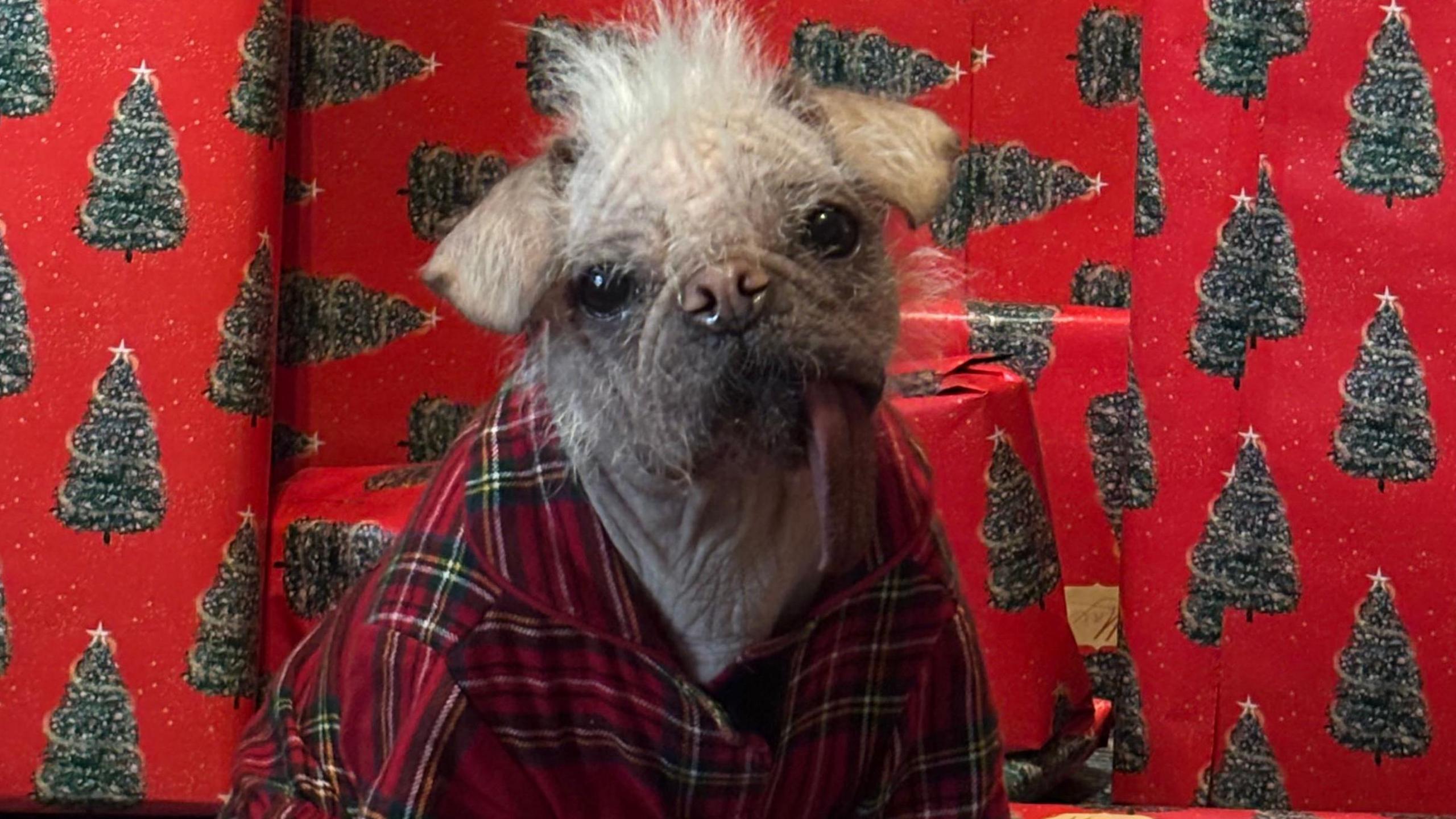 Peggy – a pug and Chinese crested cross dog - wears a red-checked shirt and has a long, pink tongue hanging from its mouth. She is sitting in front of red wrapping paper emblazoned with Christmas trees