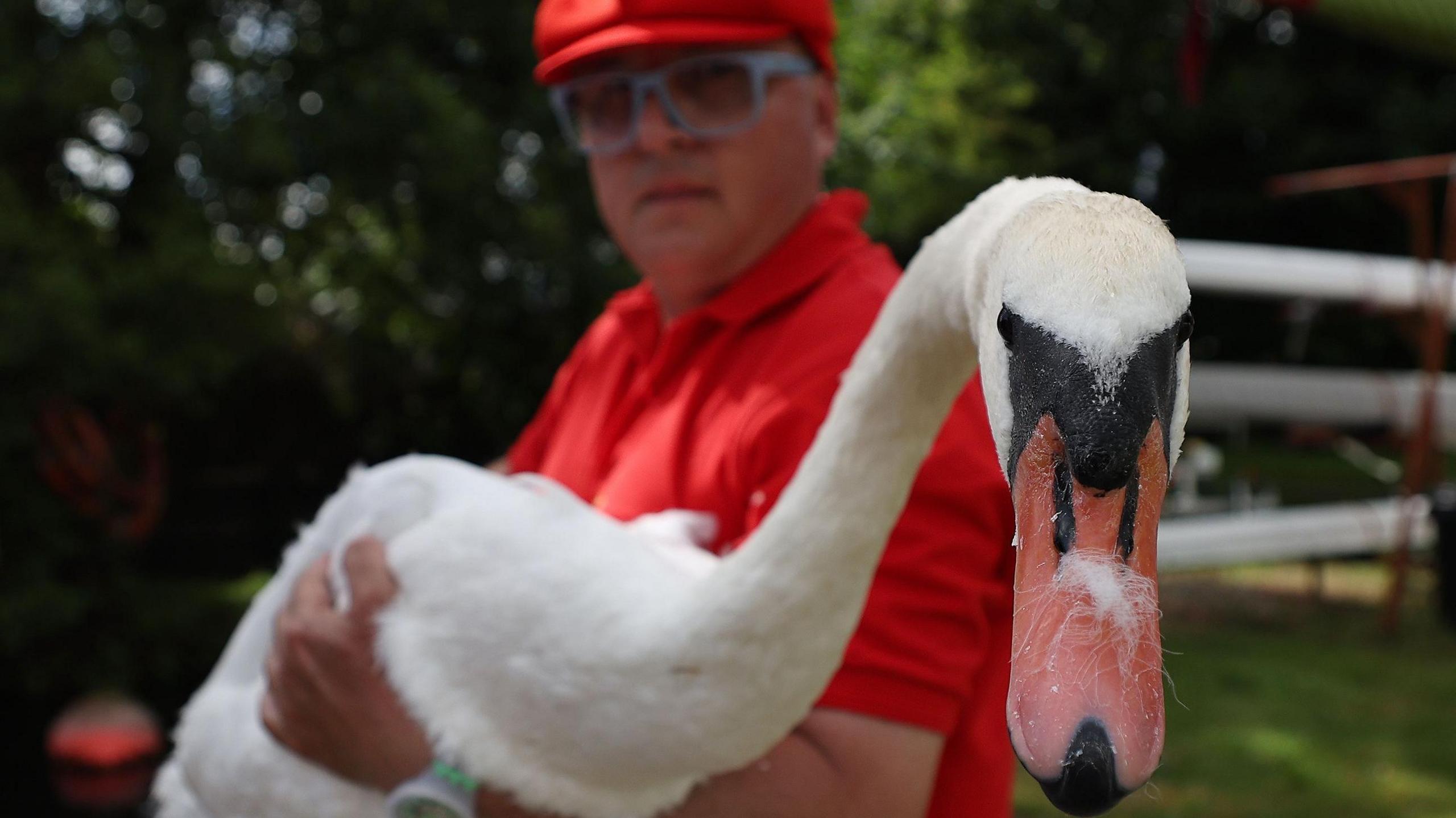 Swans being counted on the Thames