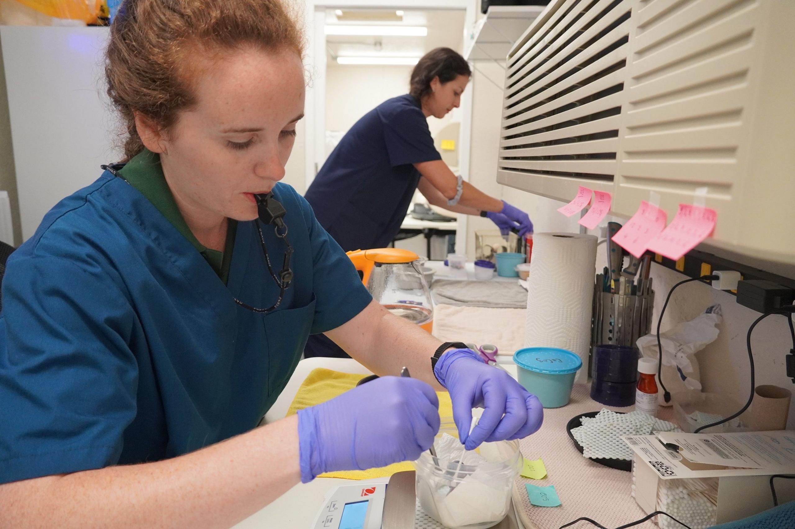 A woman sits in a laboratory with a whistle in her mouth, purple gloves on and has a cotton wool bud to feed a tiny chick inside a plastic container