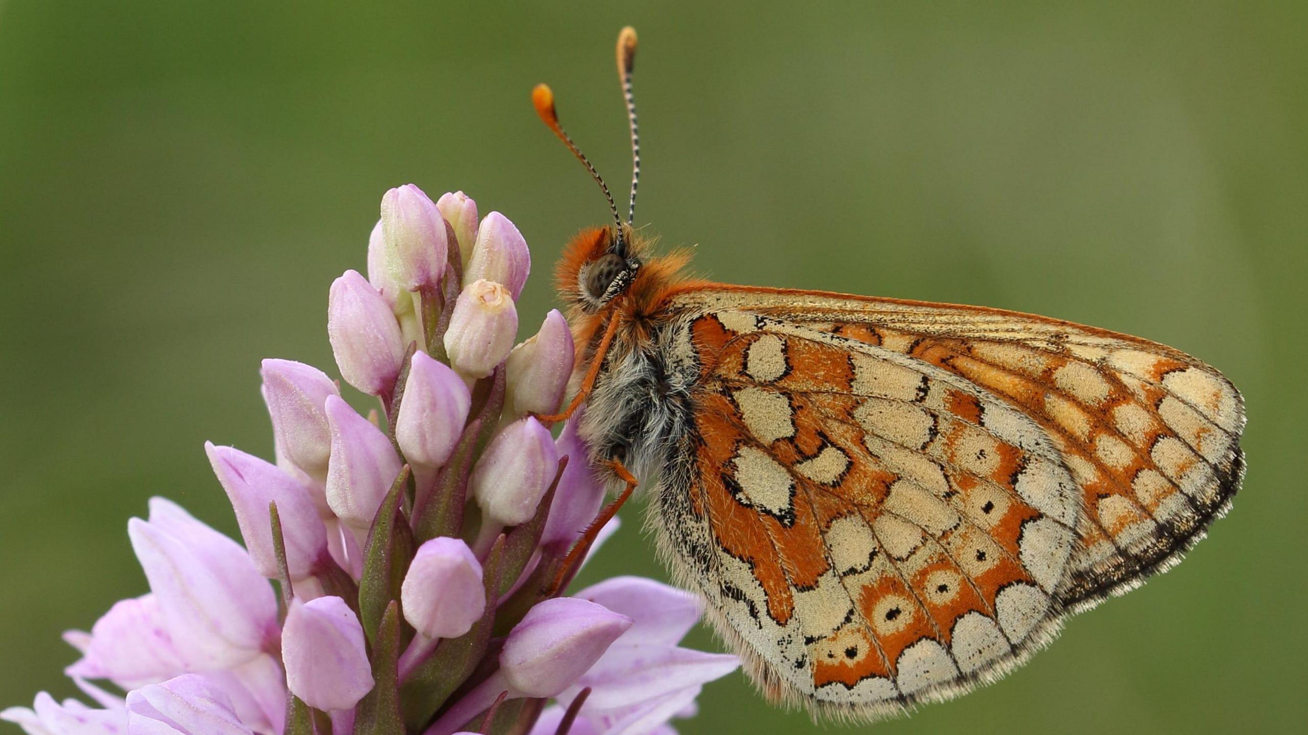 Marsh fritillary on a flower