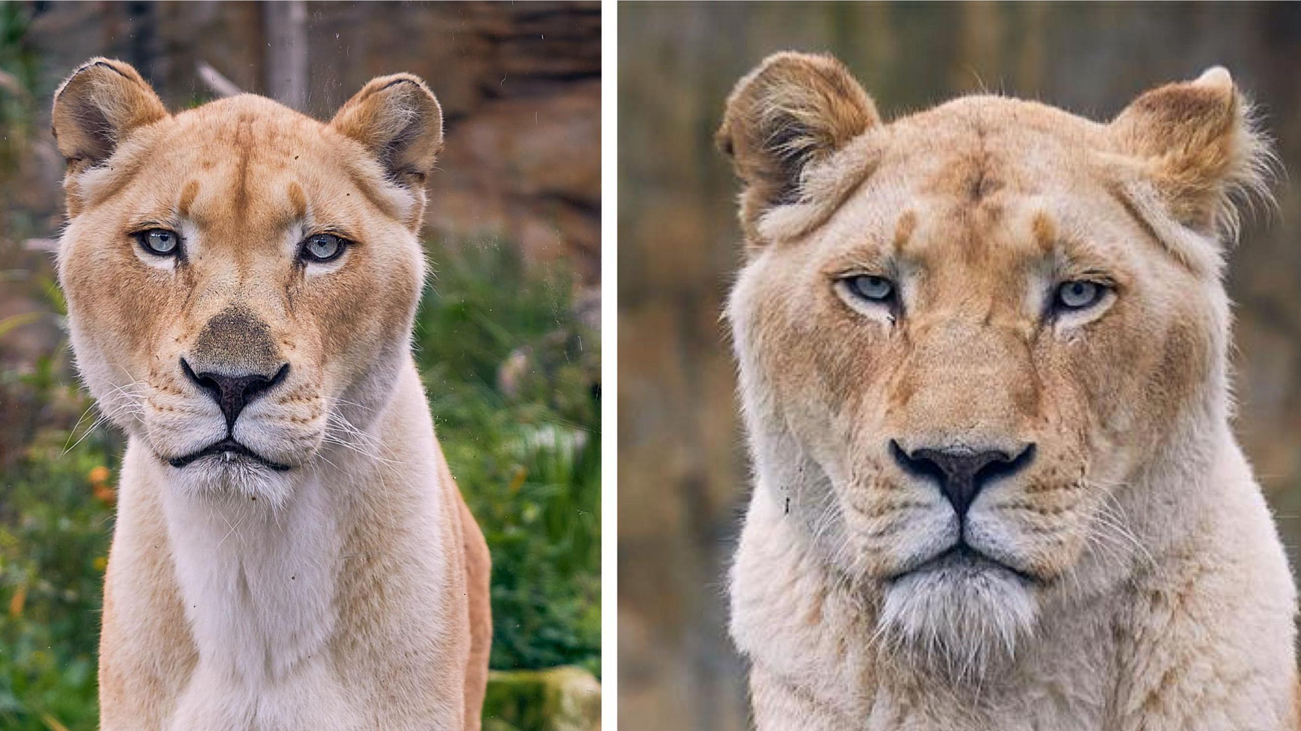 White lionesses Izulu and Zuri pictured side by side on a partitioned image. Izulu is on the left and Zuri is on the right. 