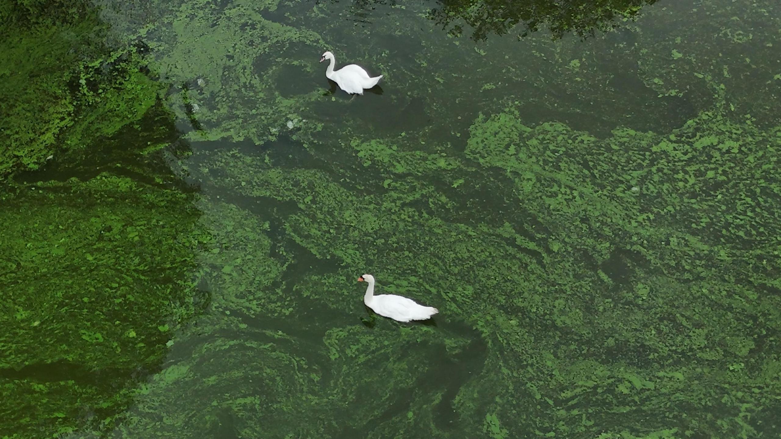 Two white-feathered birds swim in a body of water that is dark green in colour.