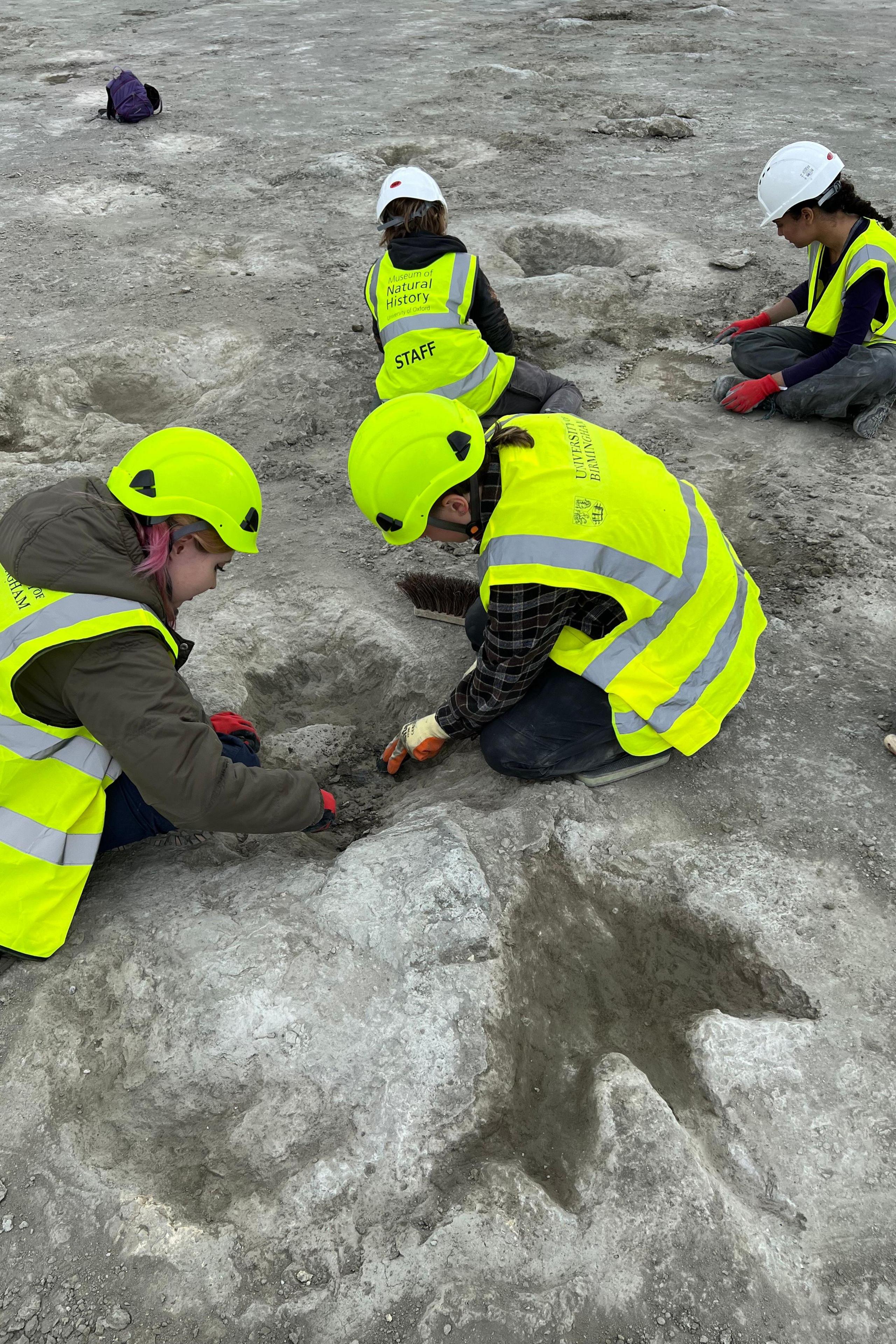 Four scientists in luminous yellow hi visibility gear and helmets uncover enormous, up to 2 feet wide three-toed prints in the greyish-white ground. You can see more of them trailing off in the distance.