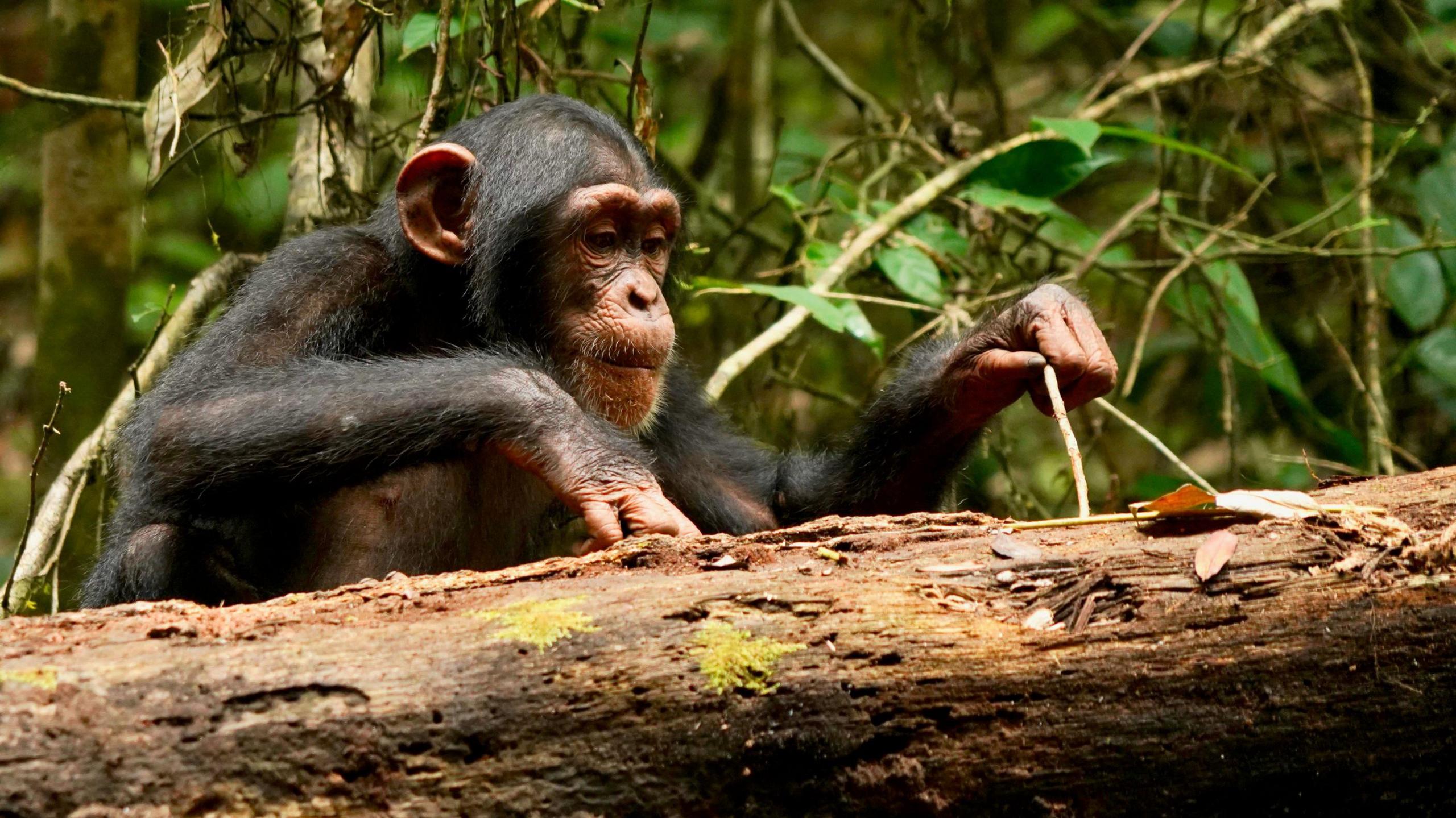 A chimpanzee uses two sticks in one hand and is pressing them into a log.