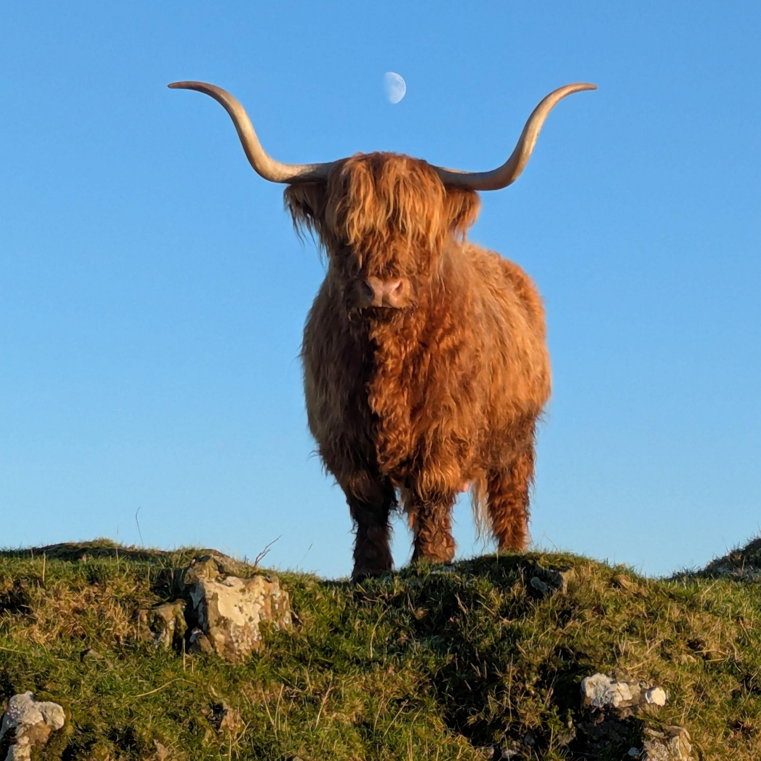 A highland cow standing on a grassy mound. The cow is orange with large curved white horns. The mound is covered in grass. Above the cow on a blue sky, the moon can be seen between the horns.