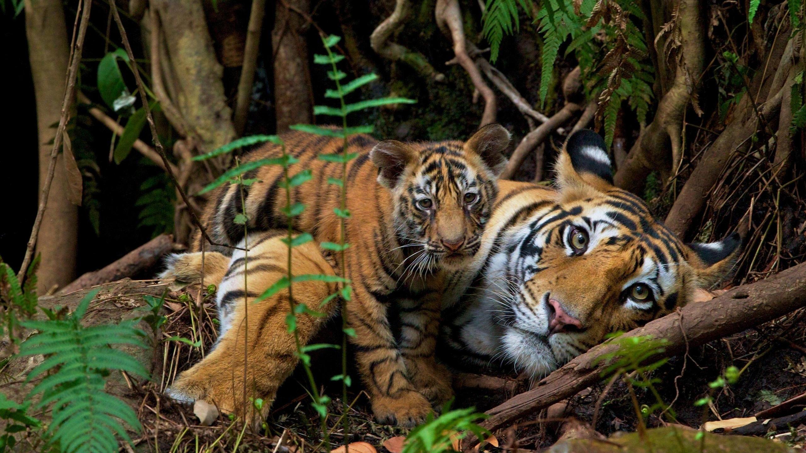 Tiger and cub