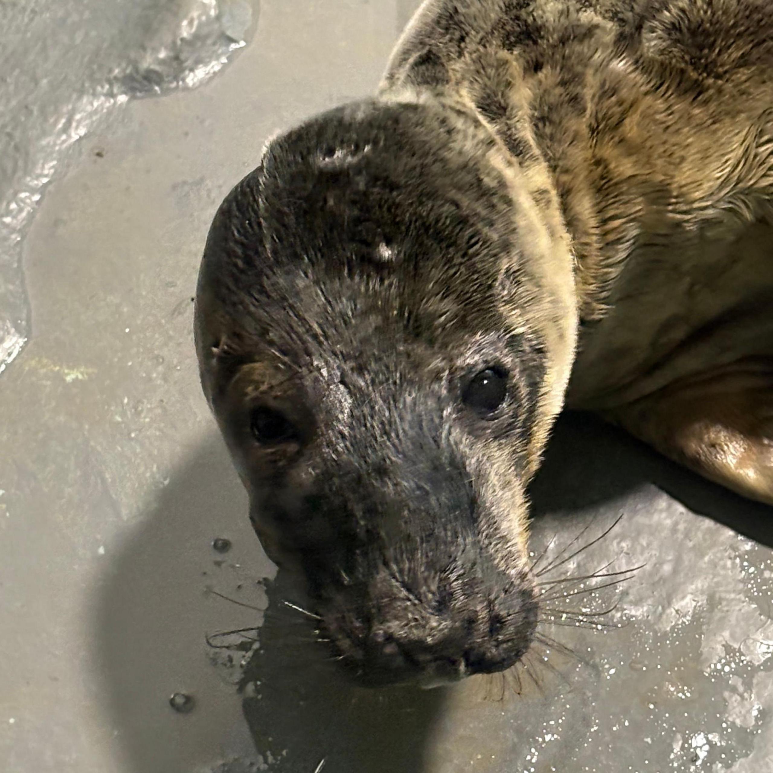 A grey seal pup looking into the camera