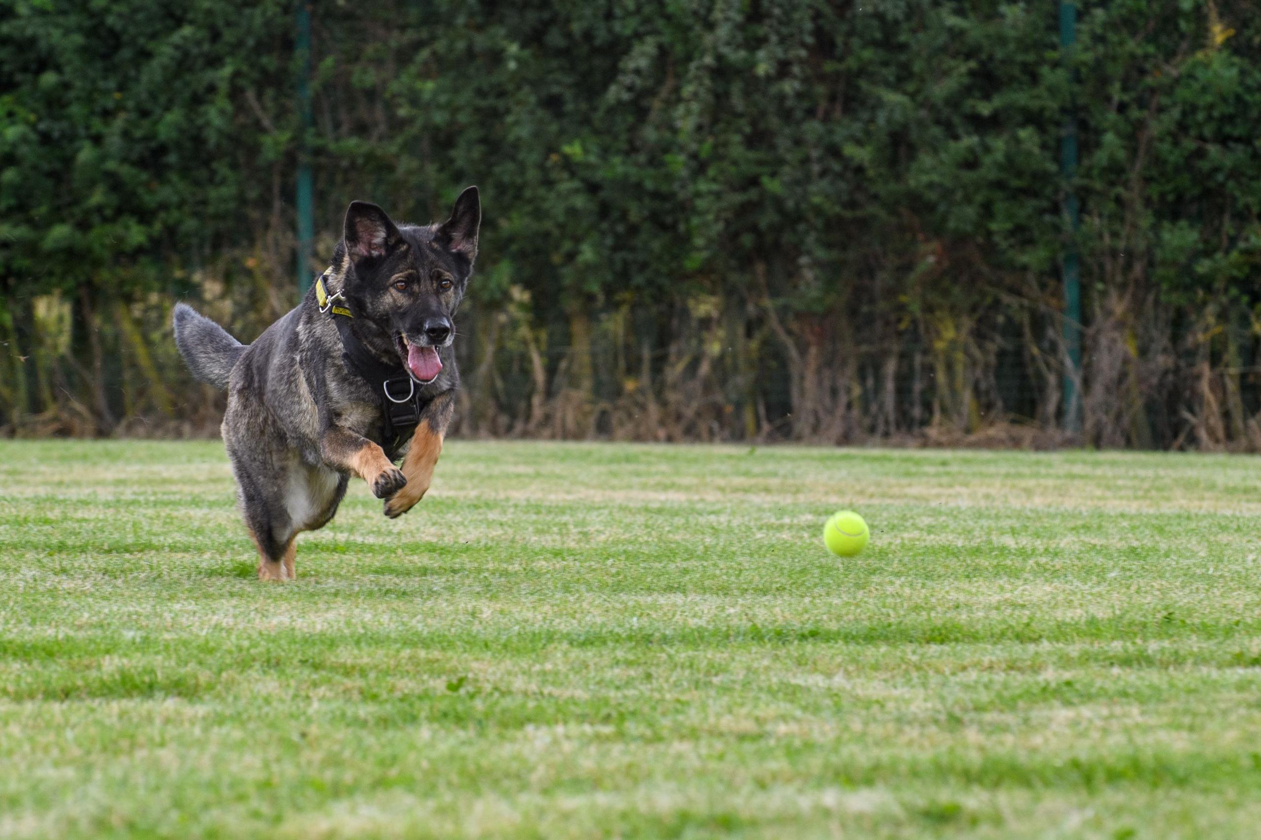 A black and brown dog chasing a yellow tennis ball on a green lawn