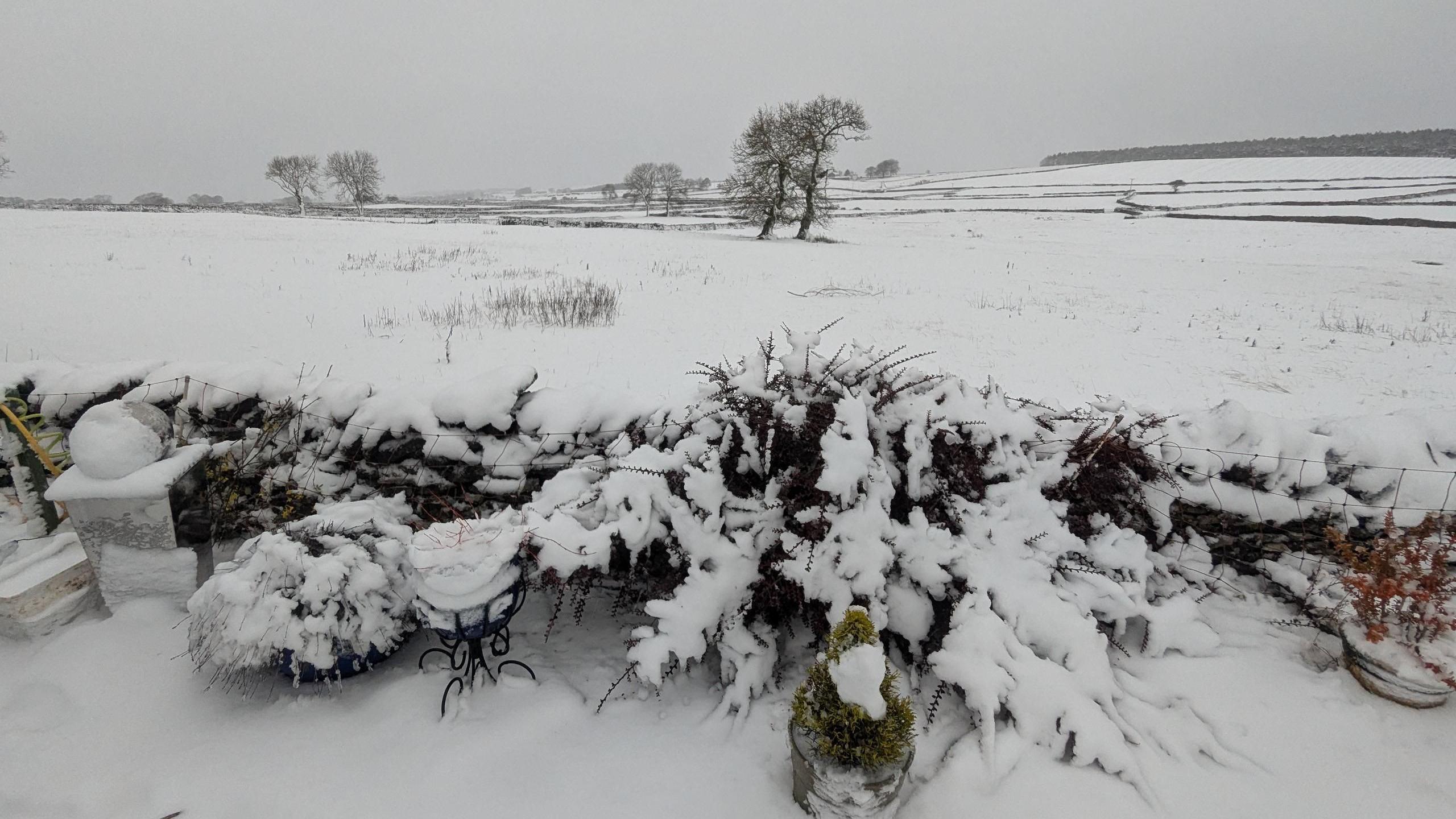 A hedge overlooking a field is weighed down by whit snow. The sky is grey.