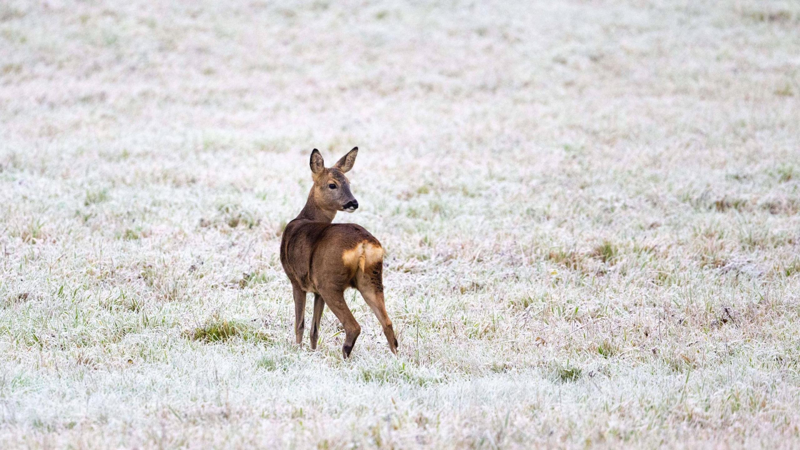 A fawn looks over its shoulder in a frosty field.