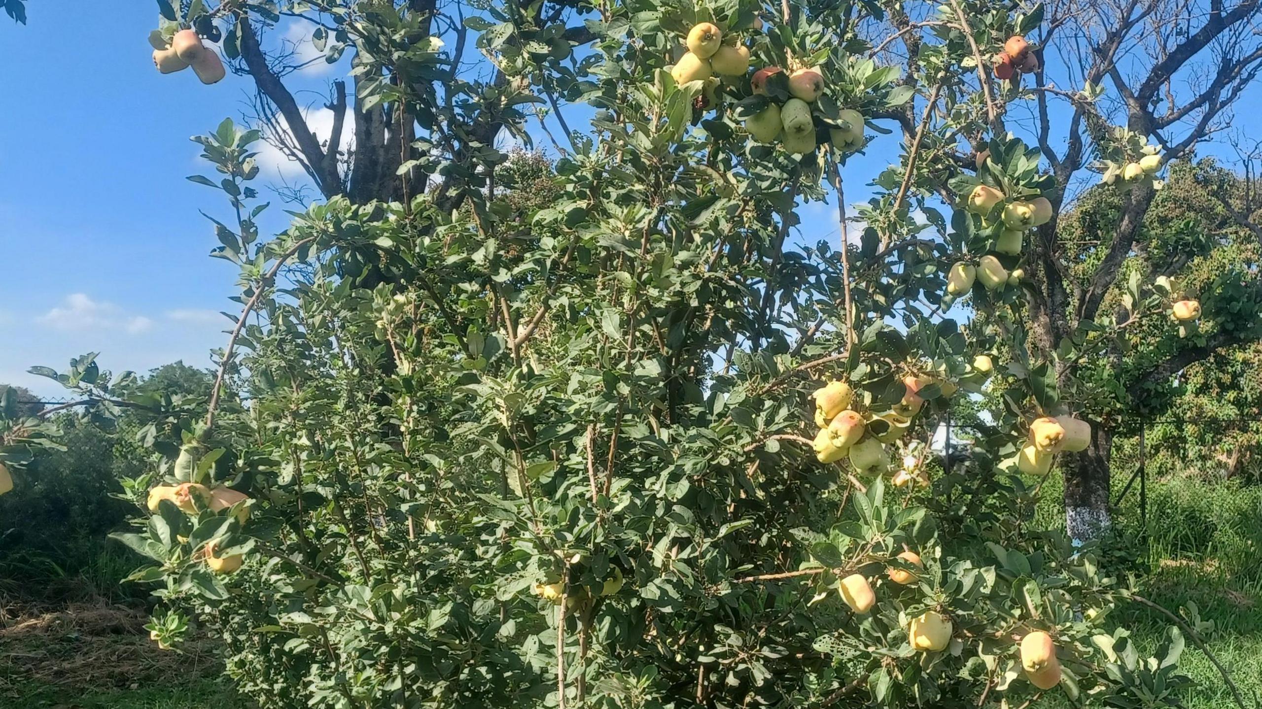 Apples on a tree in eastern India