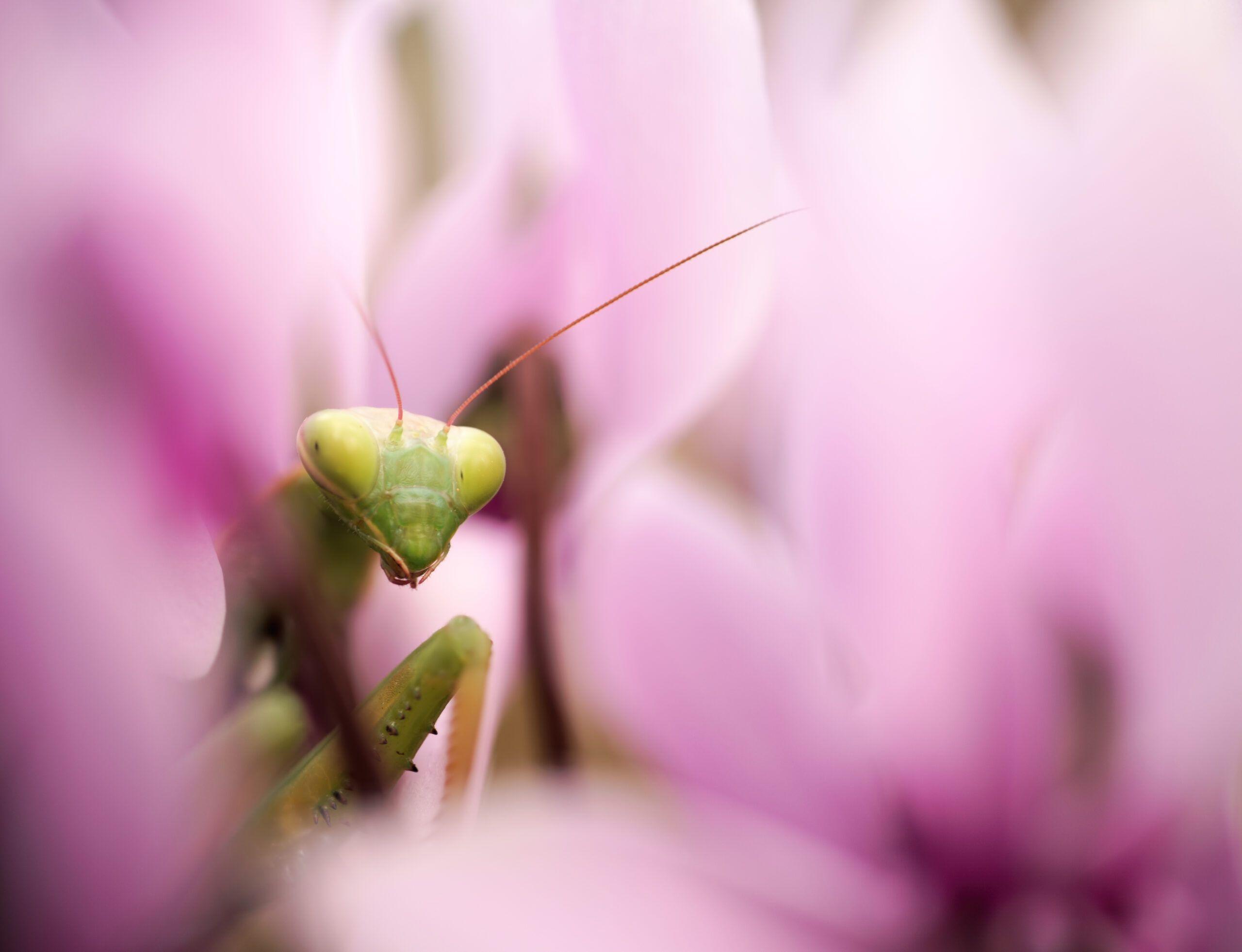 European mantis