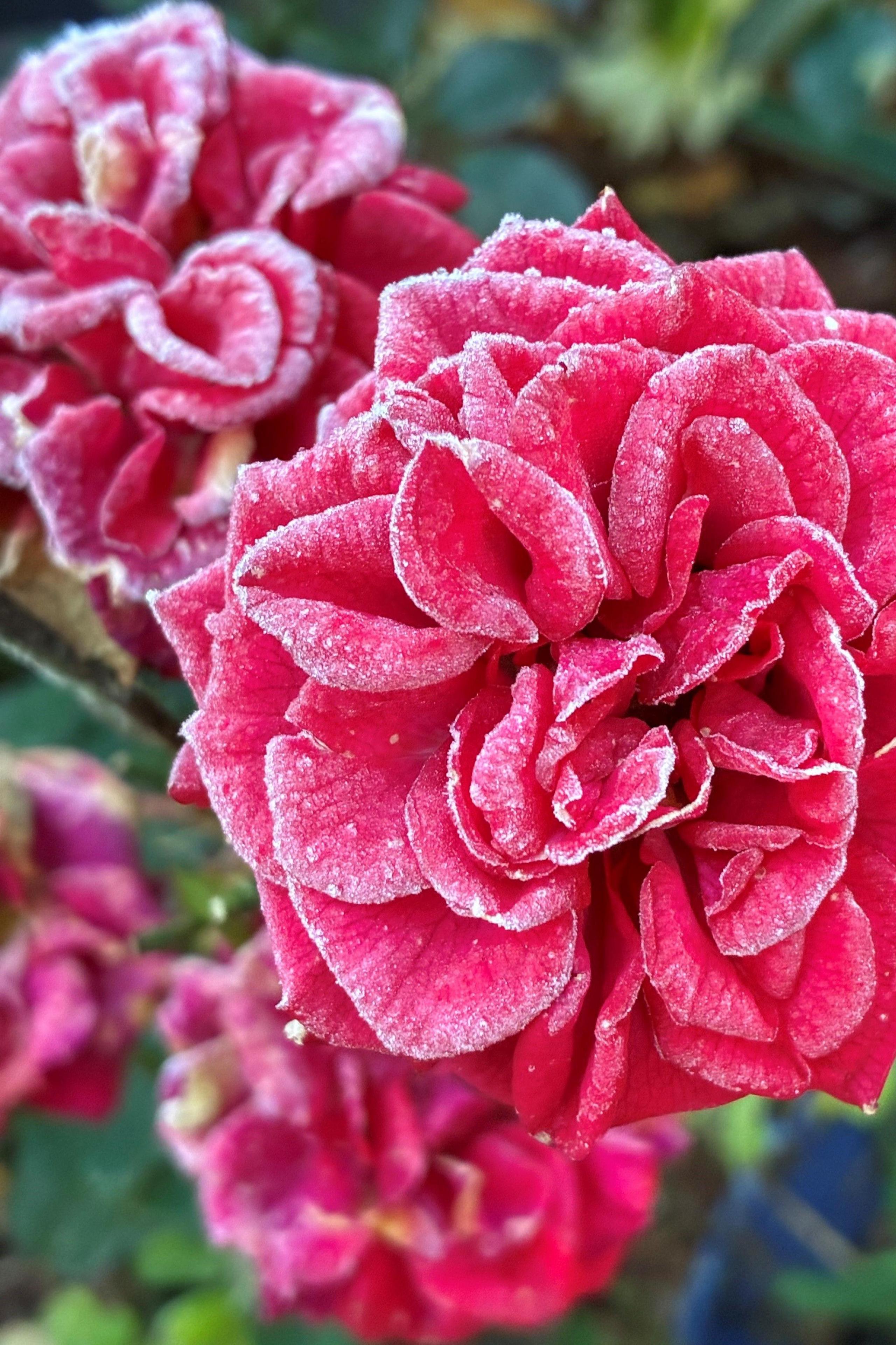 Close-up of a pink rose dusted with frost, with blurred greenery in the background.