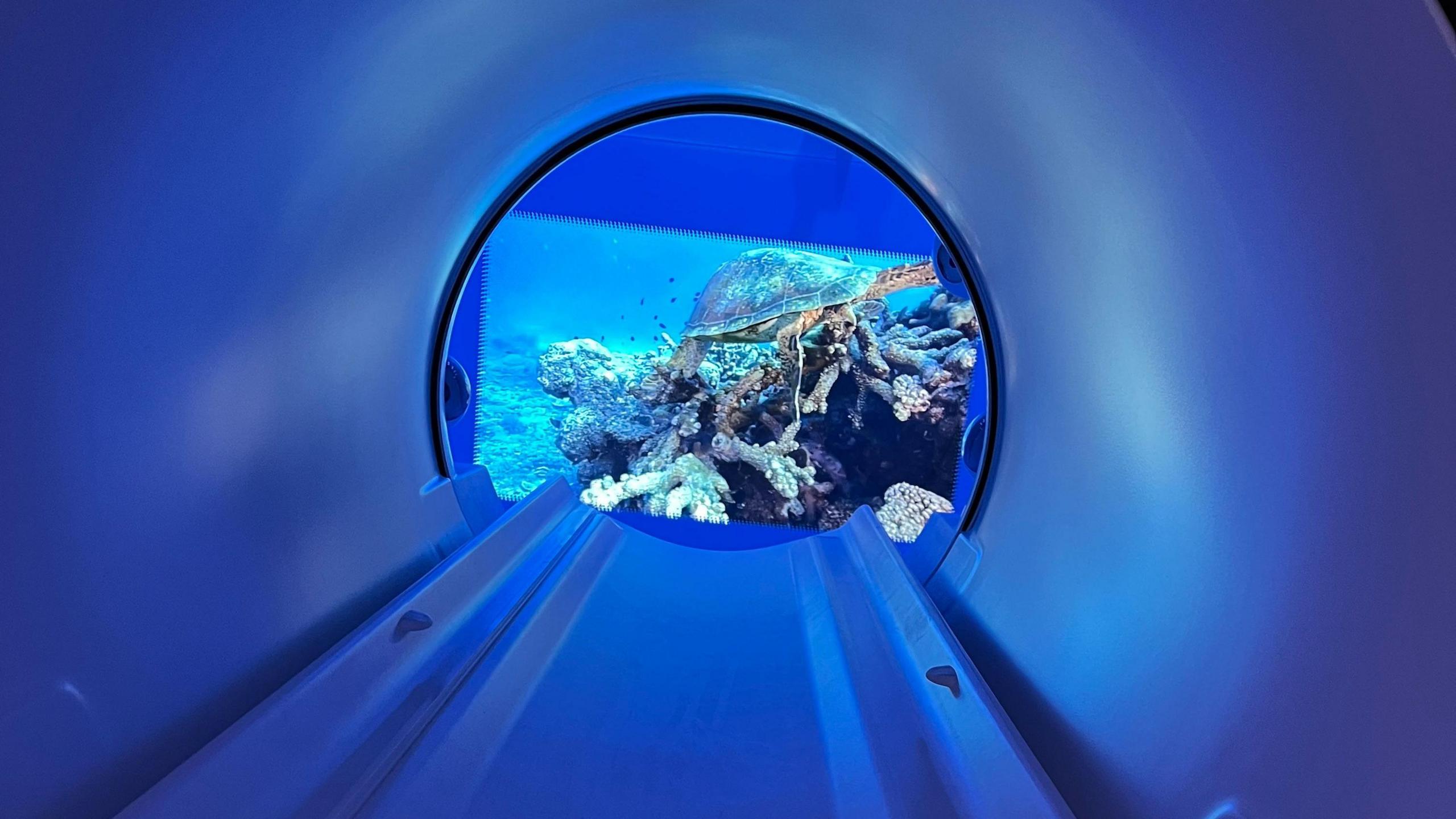 Inside a scanner, blue lighting and an undersea image at one end showing a turtle and rocks