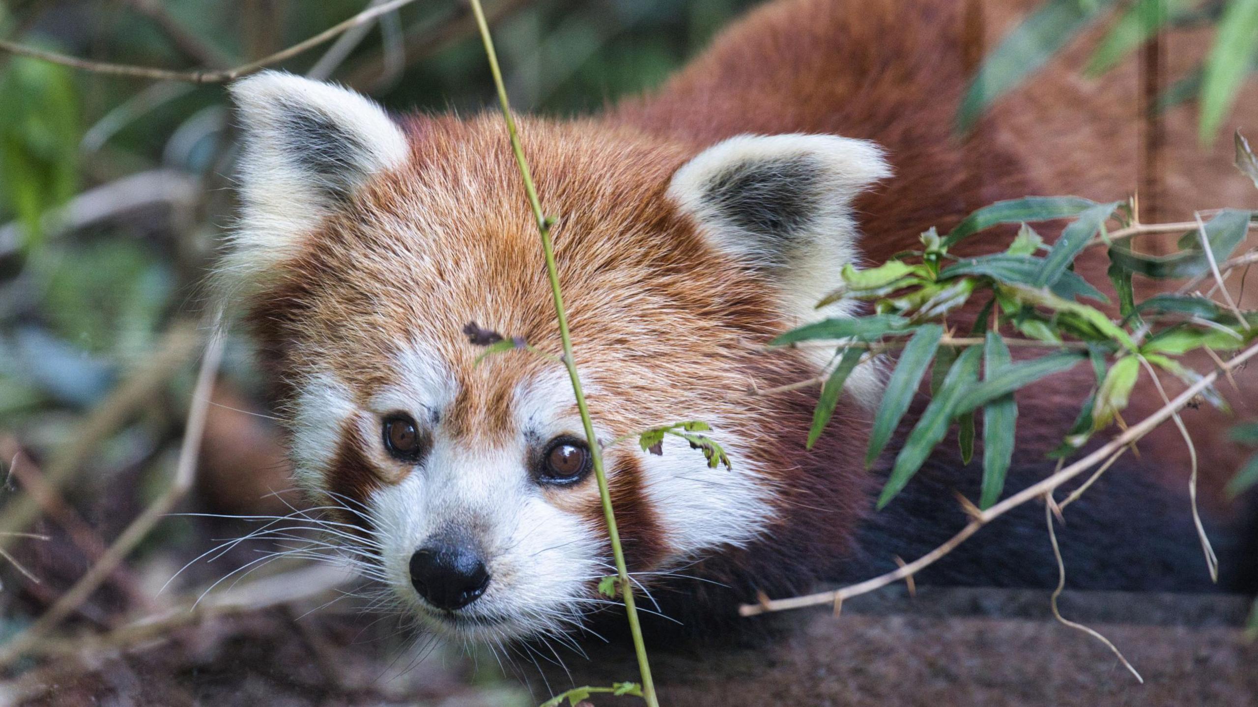  A red panda staring through some leaves and branches