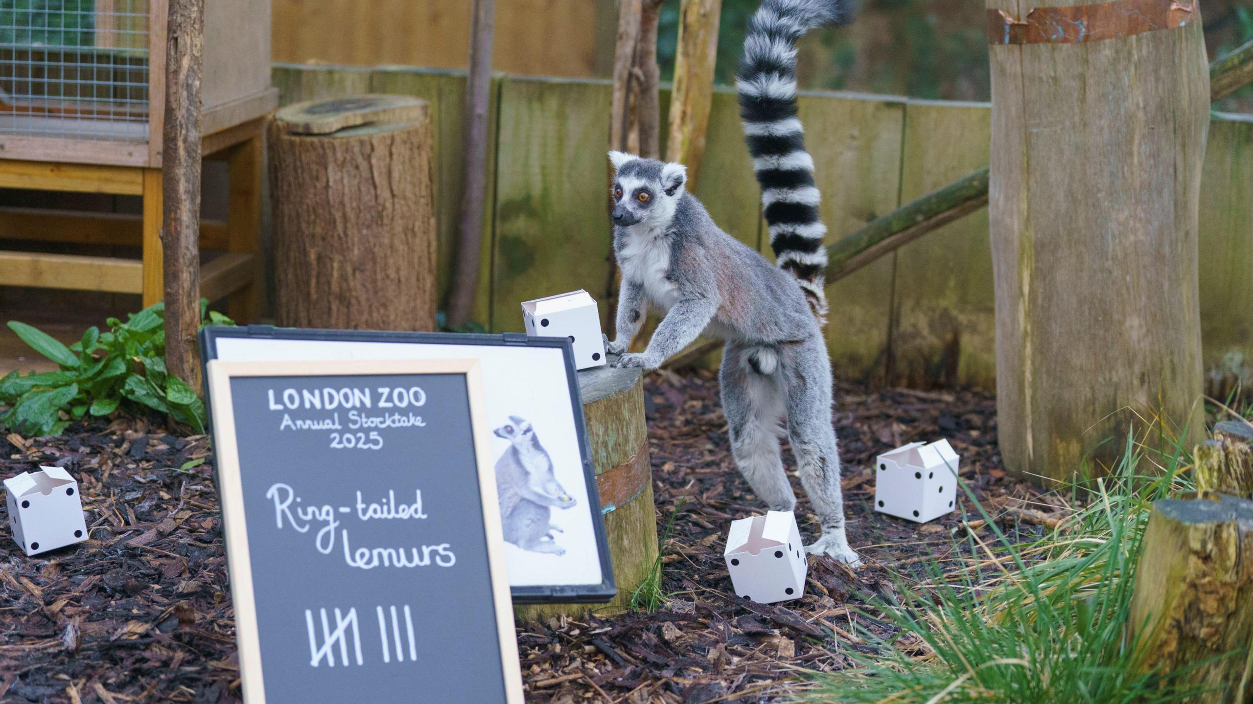 A grey and black ring-tailed lemur and a board with a tally of the animals on 