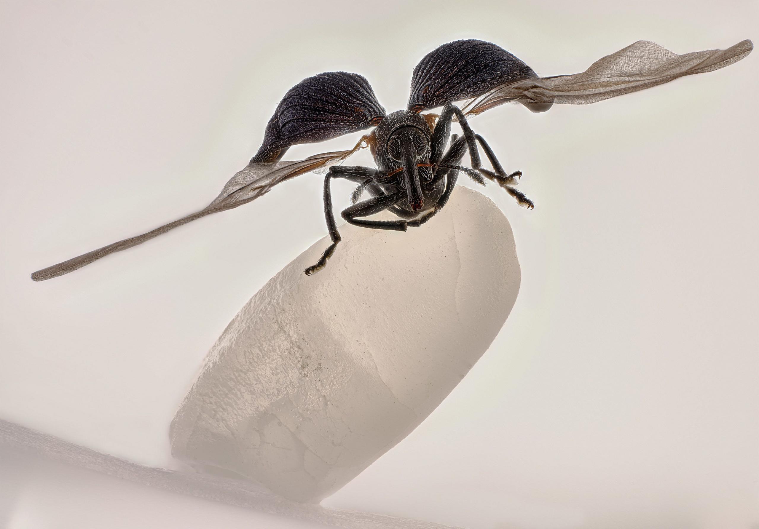 Rice weevil sitting on a grain of rice.
