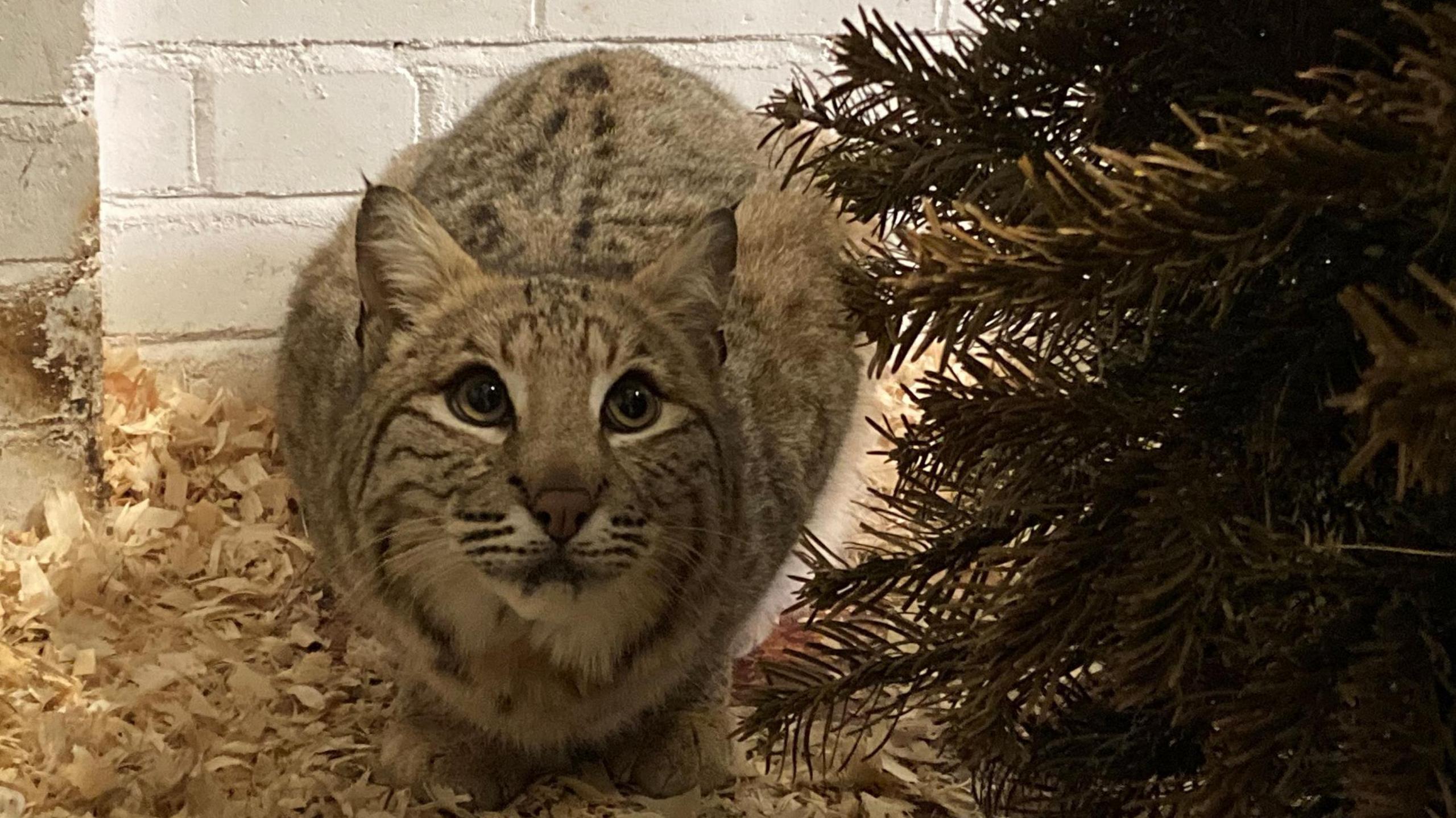 A bobcat with striped fur looks at the camera, partly shielded by a fir tree, in an animal sanctuary