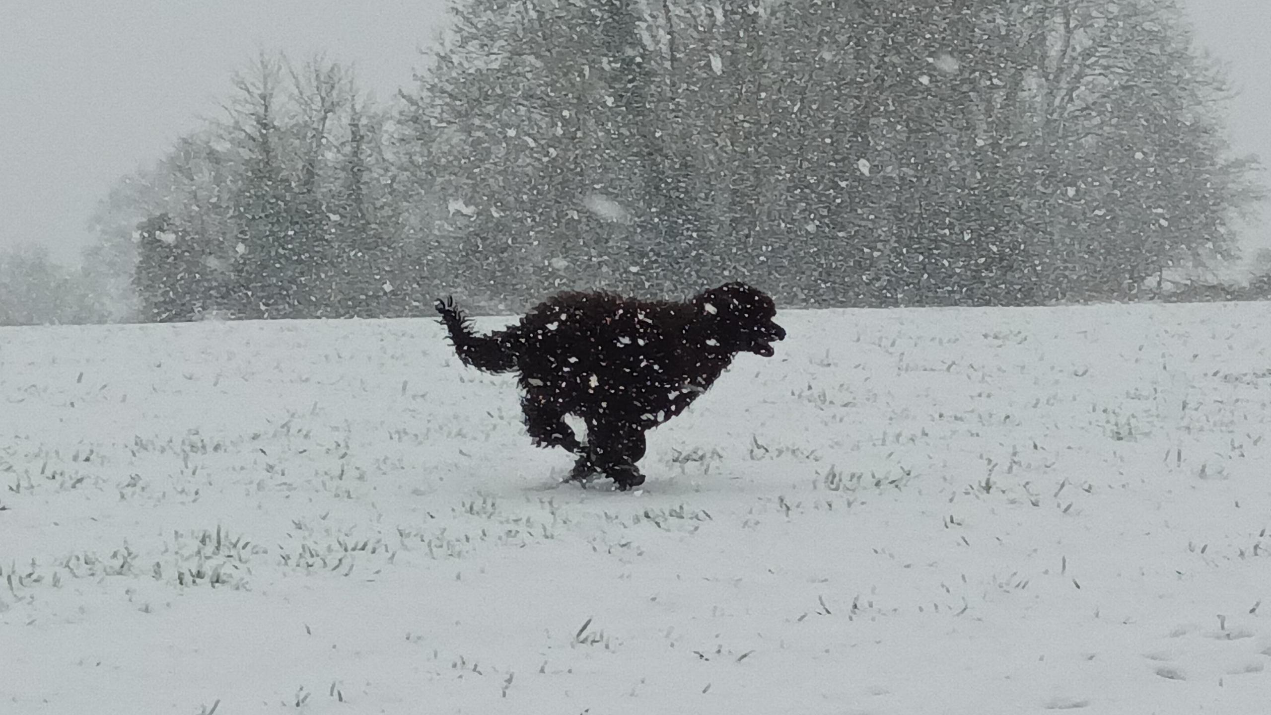 Dog in the snow