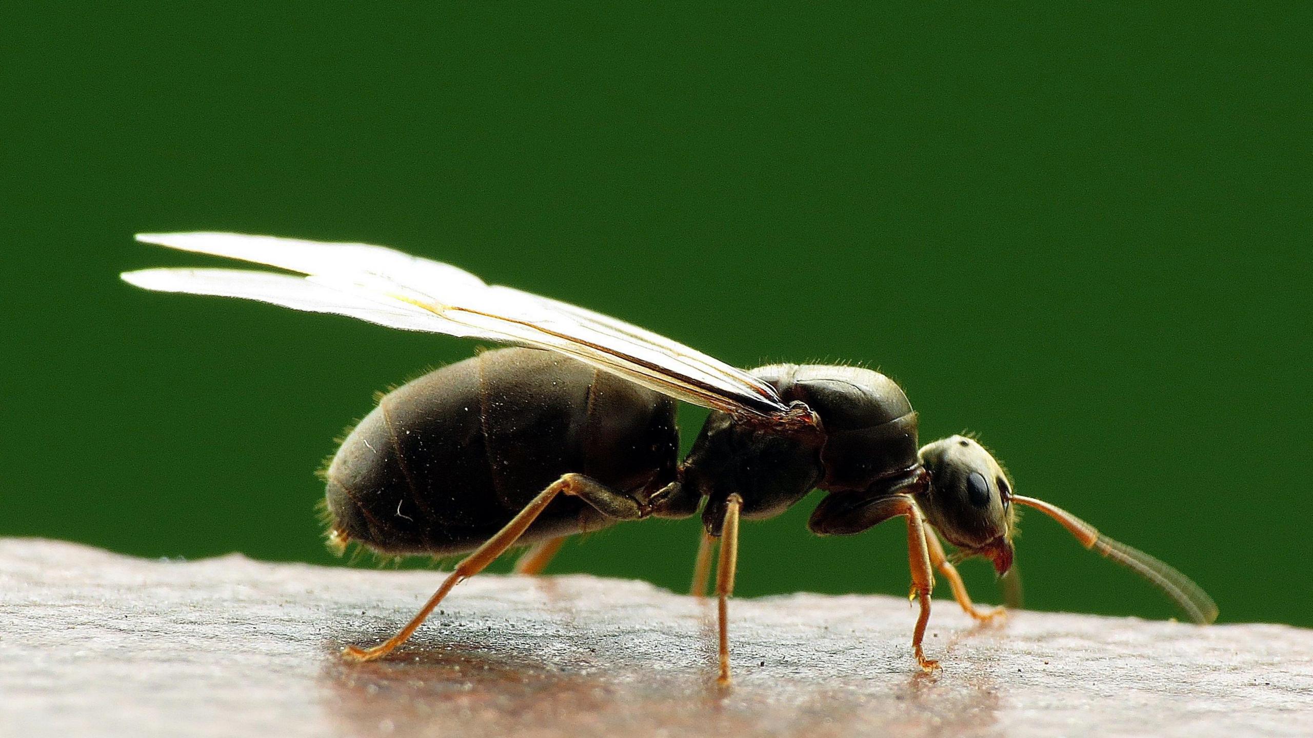 Close up of a flying ant