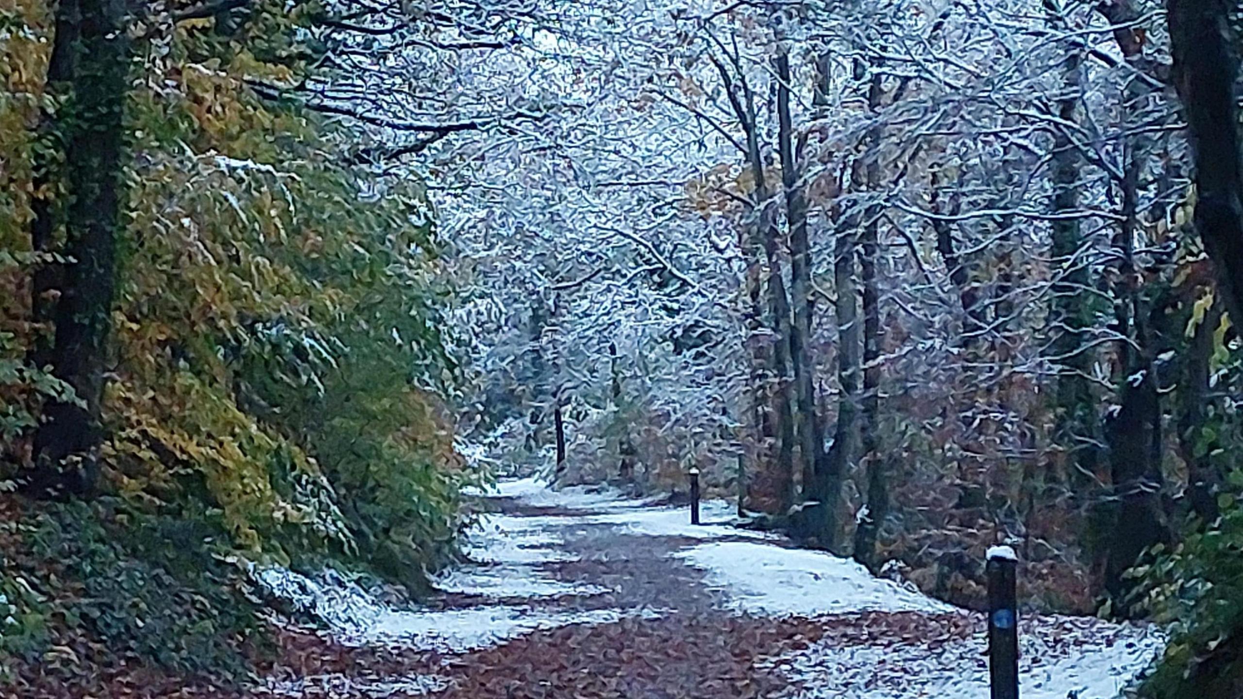 Snowy trees on a forest path. Some of the everygreen trees show green through the snow and the path is not entirely snow covered with a dark patch running down the middle