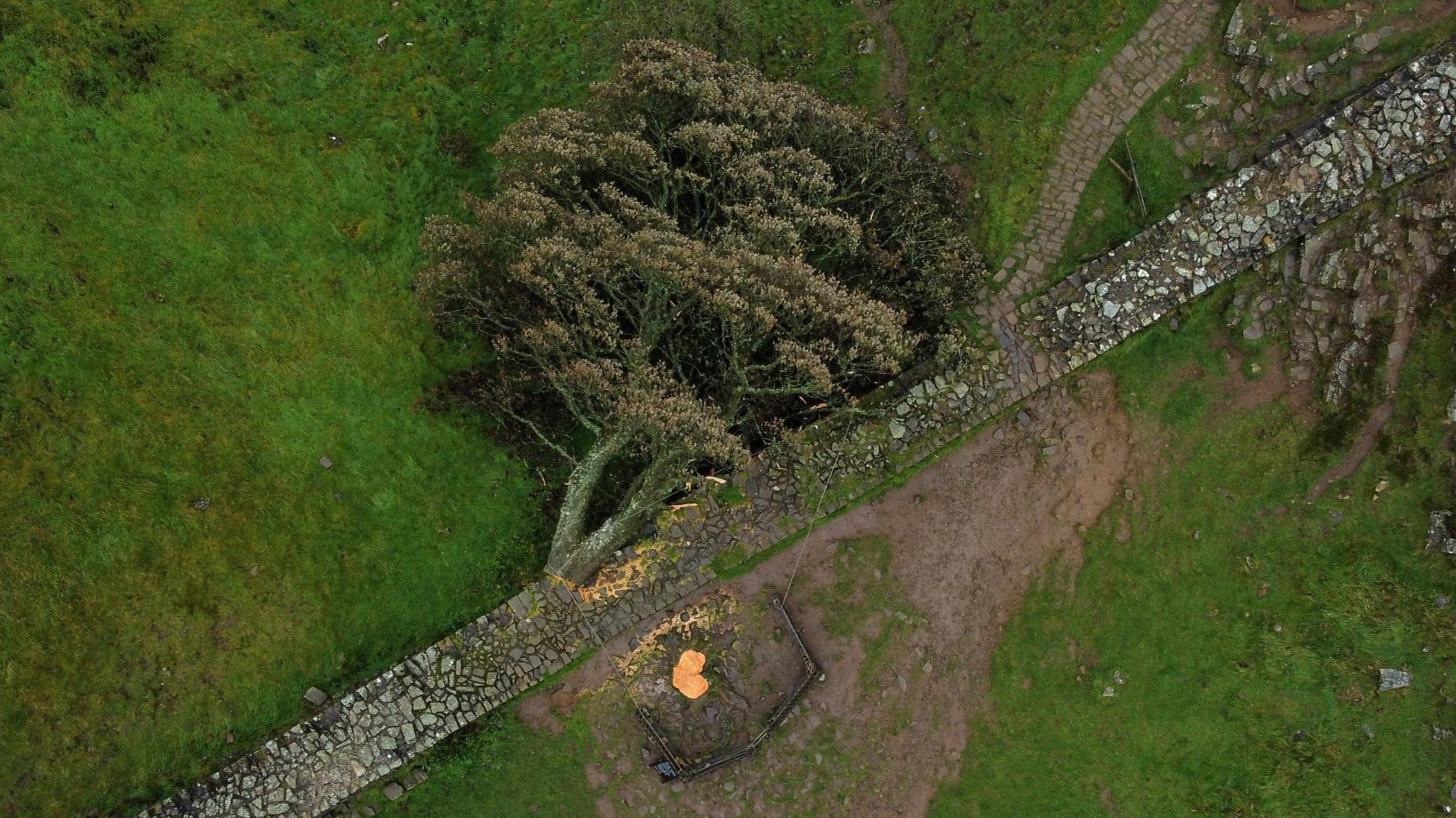 An overhead shot of the tree lying across the wall, with its bright orange stump clearly visible next to it