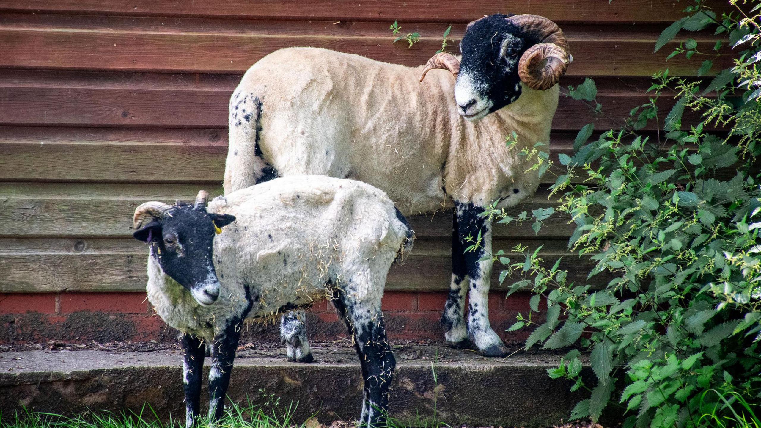 Ram stood on step above a smaller ram