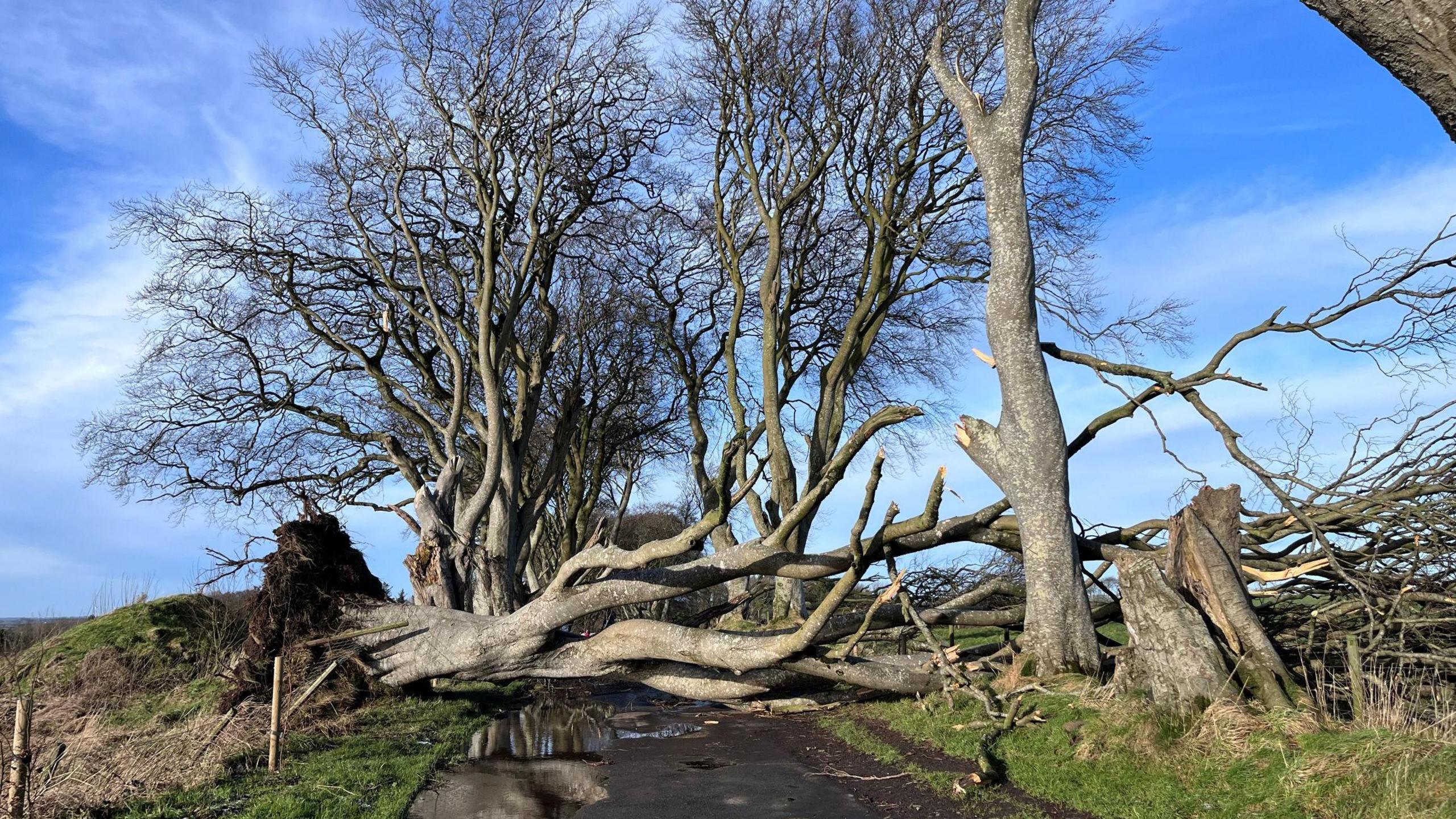 A fallen tree in winter blocks a road following Storm Éowyn