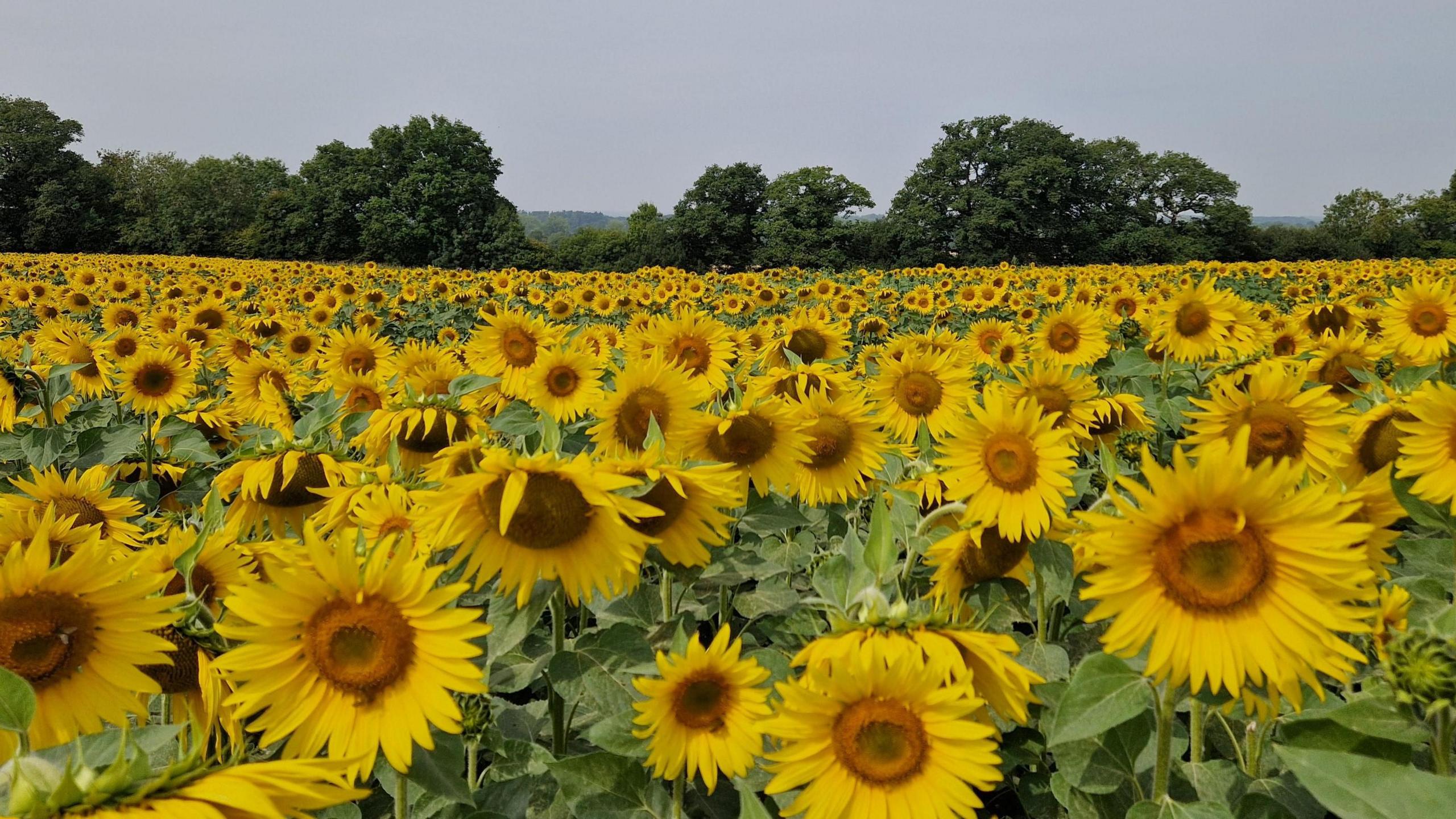 A field of sunflowers with bright yellow flowers. The far side of the field is lined with trees and the sky overhead is clear.