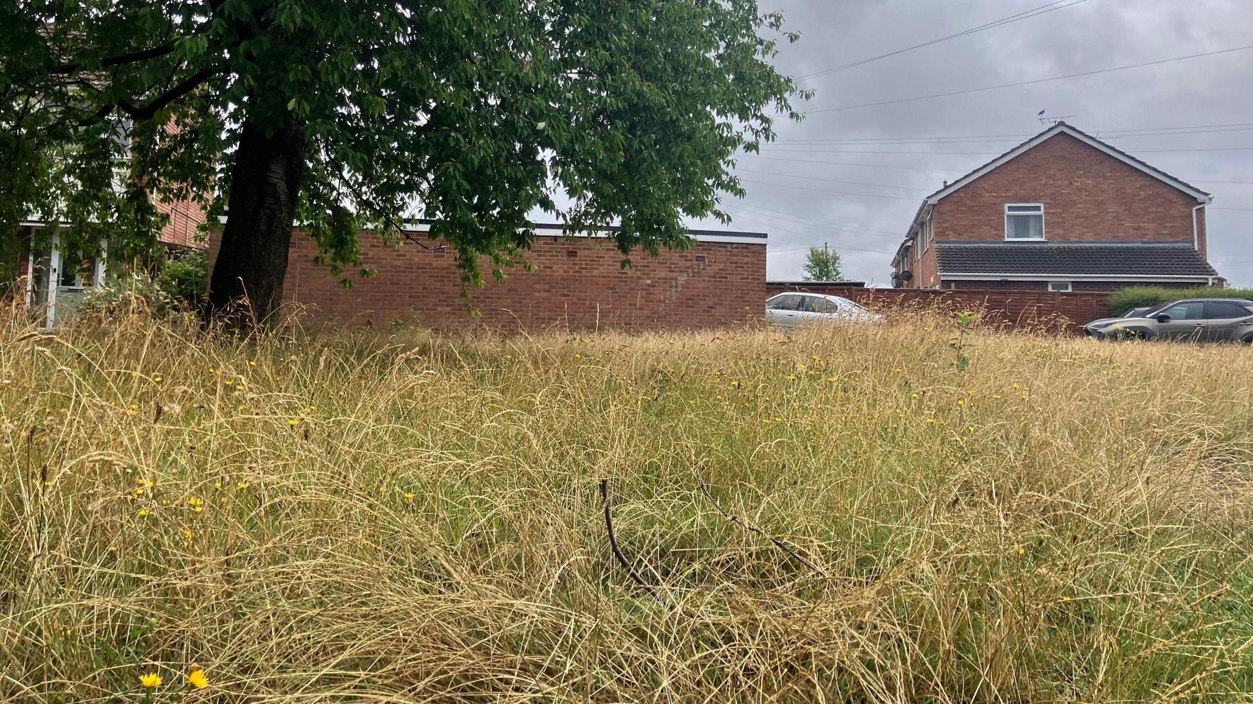 A long, brown patch of grass forming a green on a 1960s housing estate. It is overgrown with weeds, branches, saplings, and tall grass. There is a large tree growing on it. Overhead, the sky is grey and thundery.