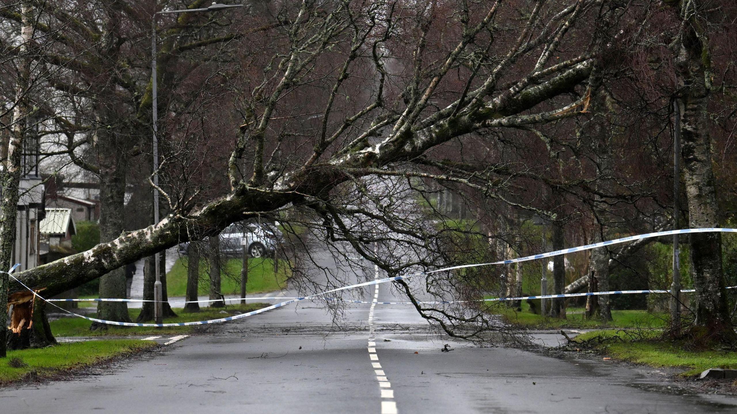 A tree down in Helenburgh.