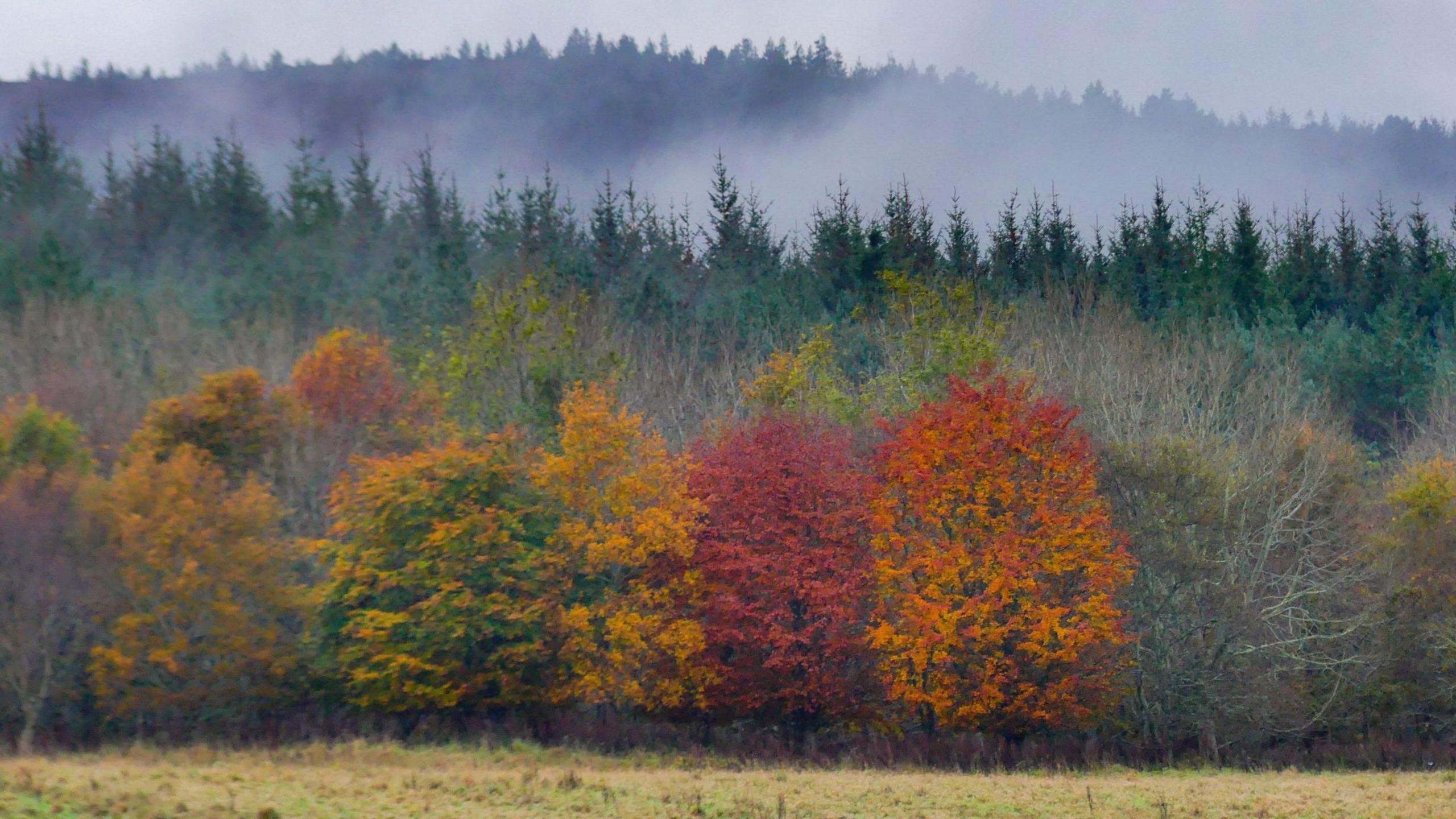 Trees with red, orange and gold leaves pictured against dark green conifers. There is mist slightly obscuring a line of conifers in the background.