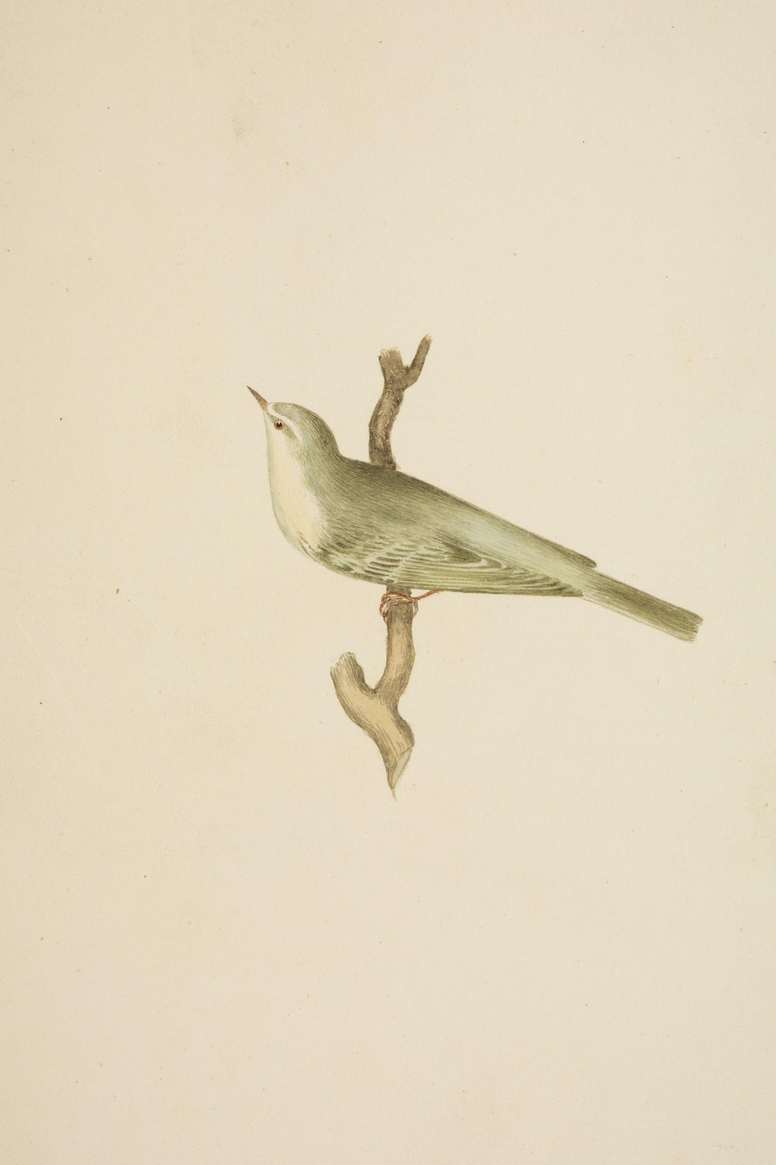 A watercolor painting of a small bird on a tree branch.