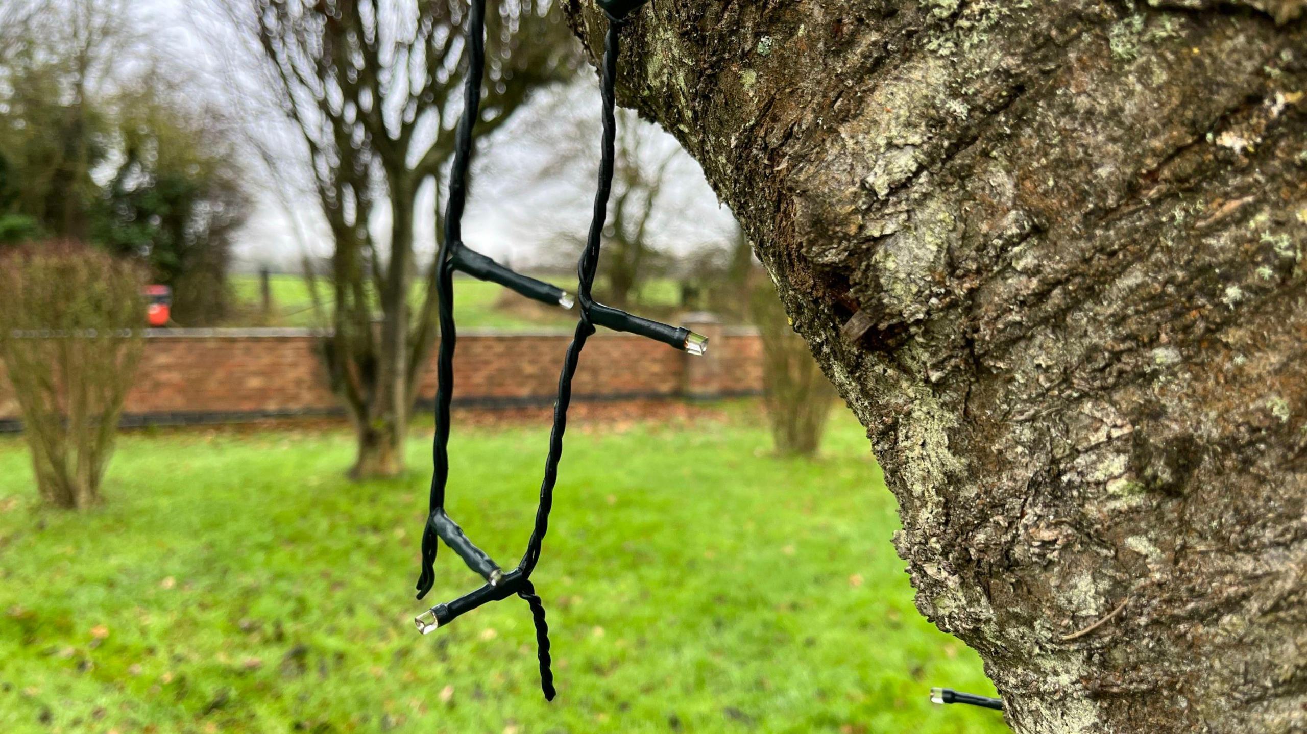 A cut black Christmas string light is pictured hanging from a tree. A garden and other trees can be seen in the background. 