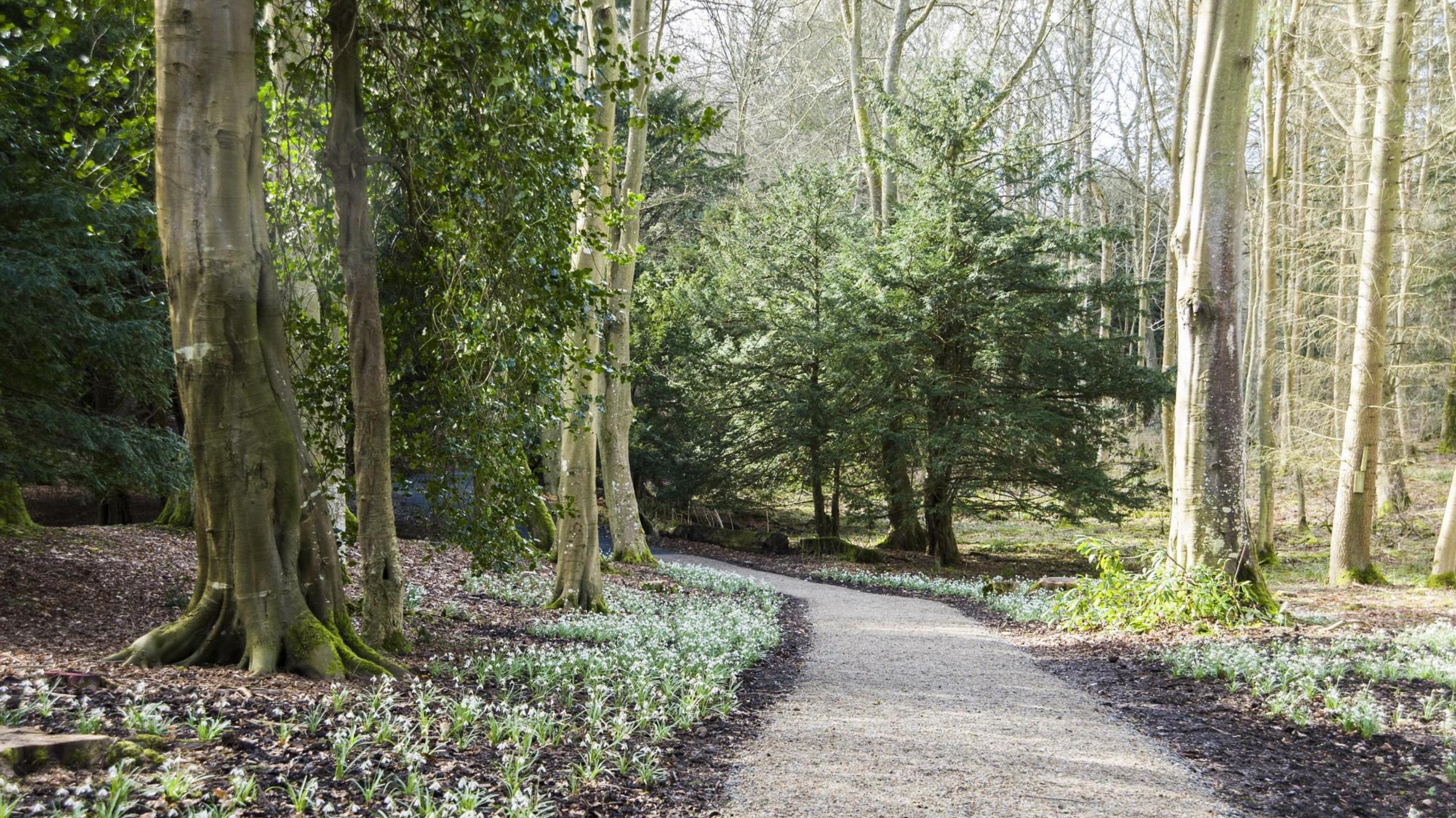 A woodland footpath with snowdrops on either side 